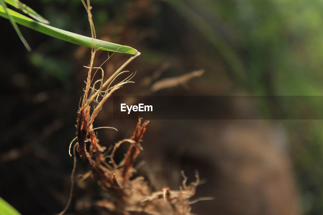 CLOSE-UP OF WILTED PLANT ON FIELD DURING RAINY SEASON