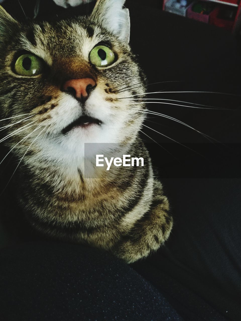 CLOSE-UP PORTRAIT OF CAT ON BLANKET