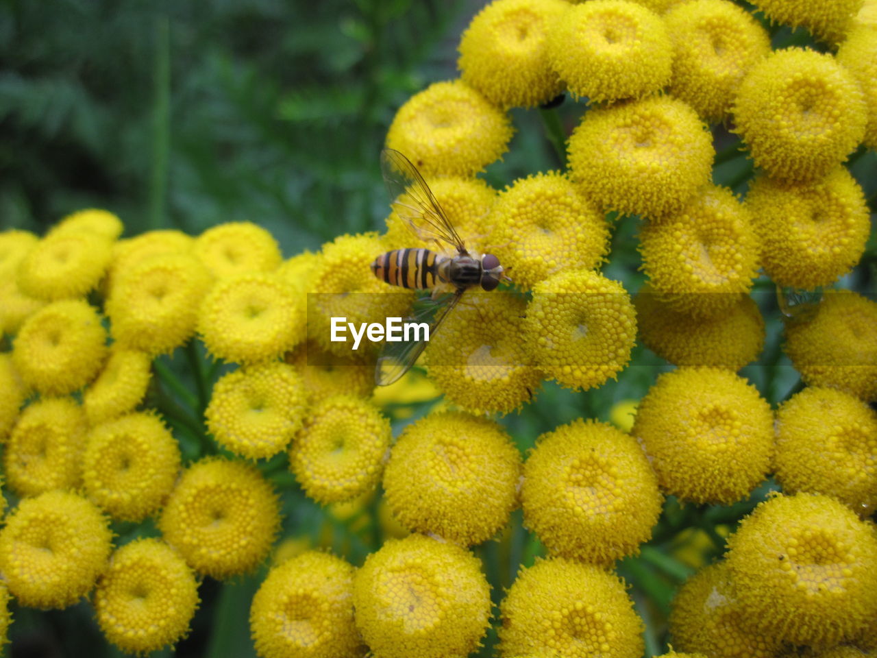 Close-up of honey bee on tansy flowers