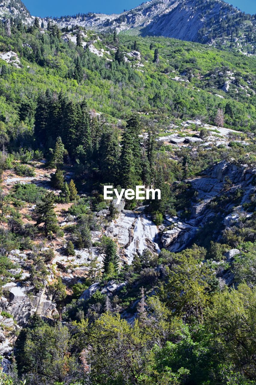 plant, mountain, tree, wilderness, beauty in nature, scenics - nature, environment, nature, landscape, land, mountain range, coniferous tree, pine tree, no people, pinaceae, tranquility, non-urban scene, forest, ridge, tranquil scene, sky, green, walking, pine woodland, day, travel destinations, growth, outdoors, adventure, travel, trail, valley, idyllic, rock, snow, tourism, plateau, sunlight