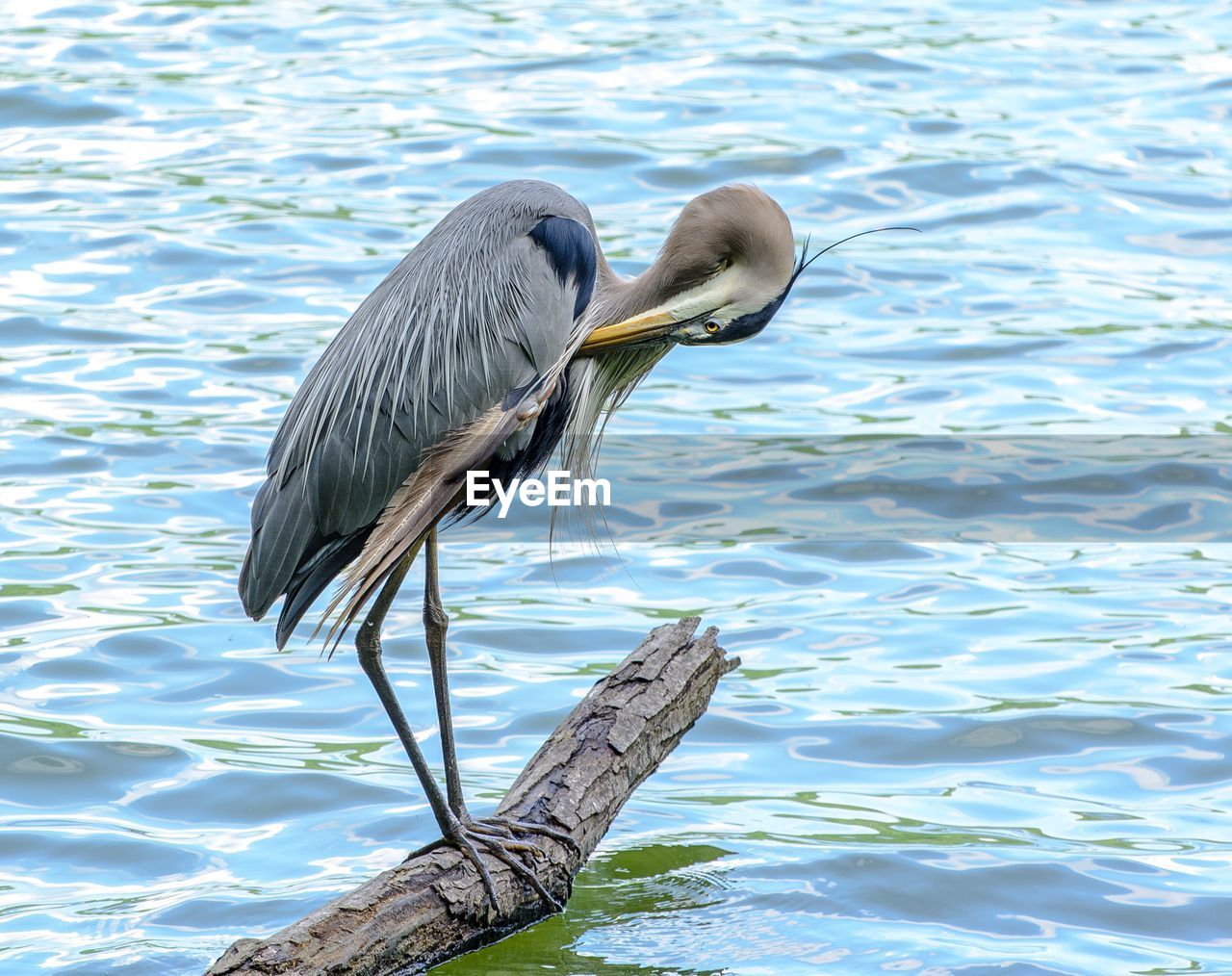 HERON PERCHING ON A LAKE
