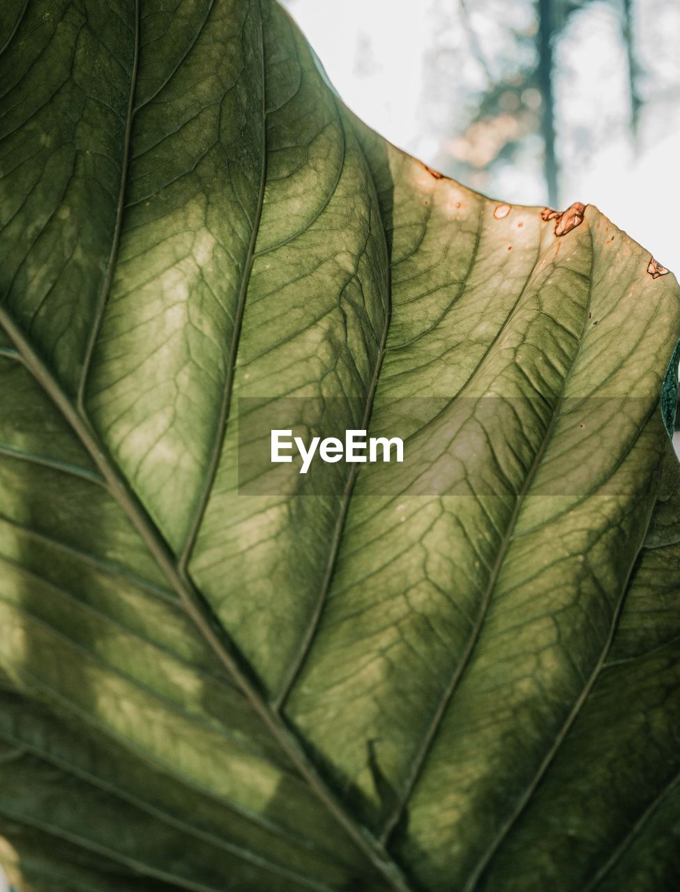 CLOSE-UP OF AUTUMNAL LEAVES AGAINST TREE