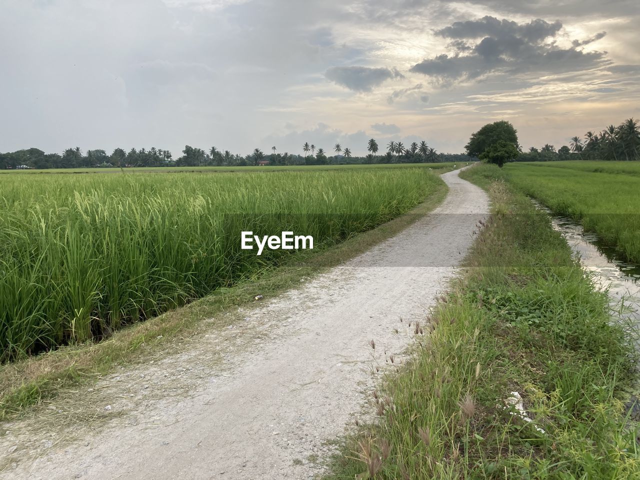 Empty road along countryside rice field landscape