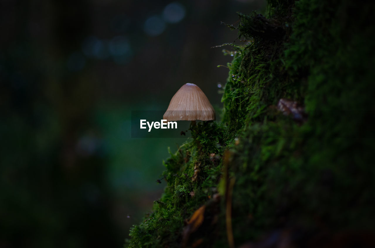 nature, forest, green, plant, fungus, mushroom, tree, growth, leaf, vegetable, macro photography, autumn, beauty in nature, no people, land, moss, sunlight, food, flower, close-up, selective focus, outdoors, woodland, natural environment, rainforest, tranquility, toadstool, light, focus on foreground, day, jungle