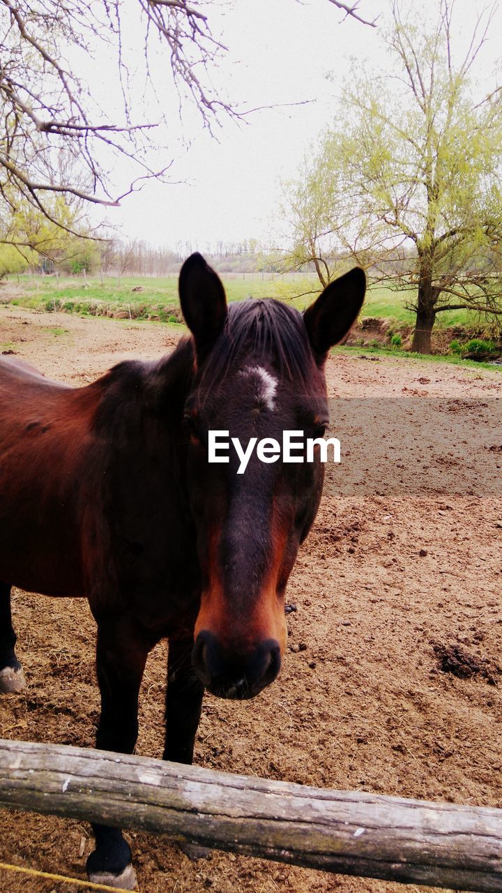 CLOSE-UP PORTRAIT OF HORSE