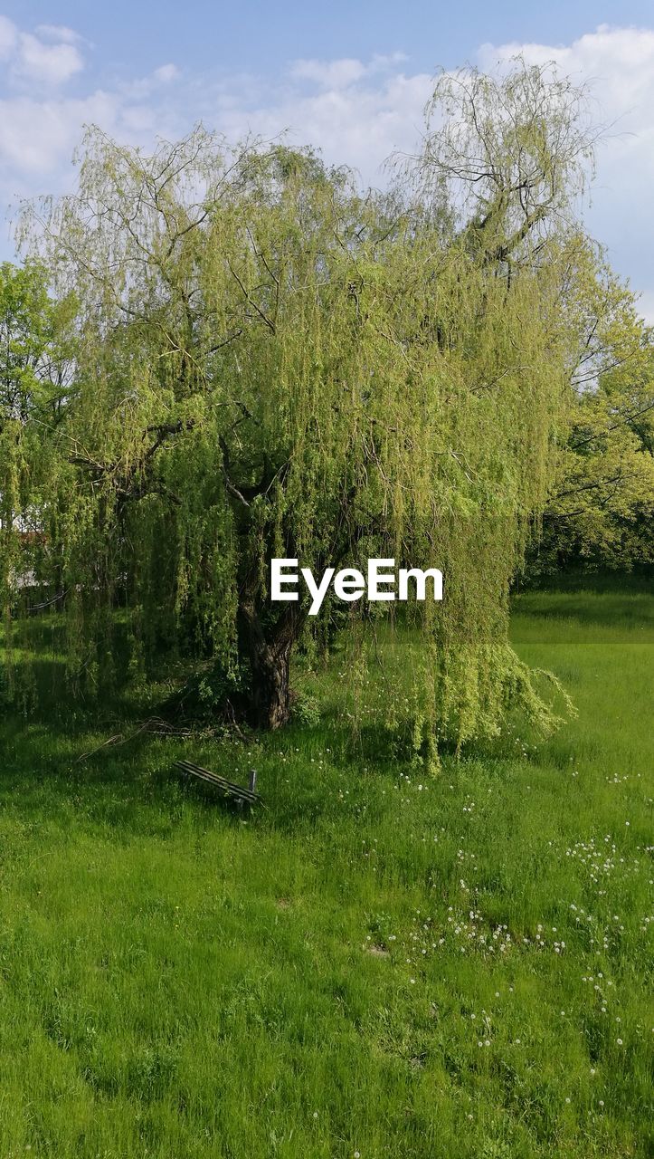 TREES ON FIELD