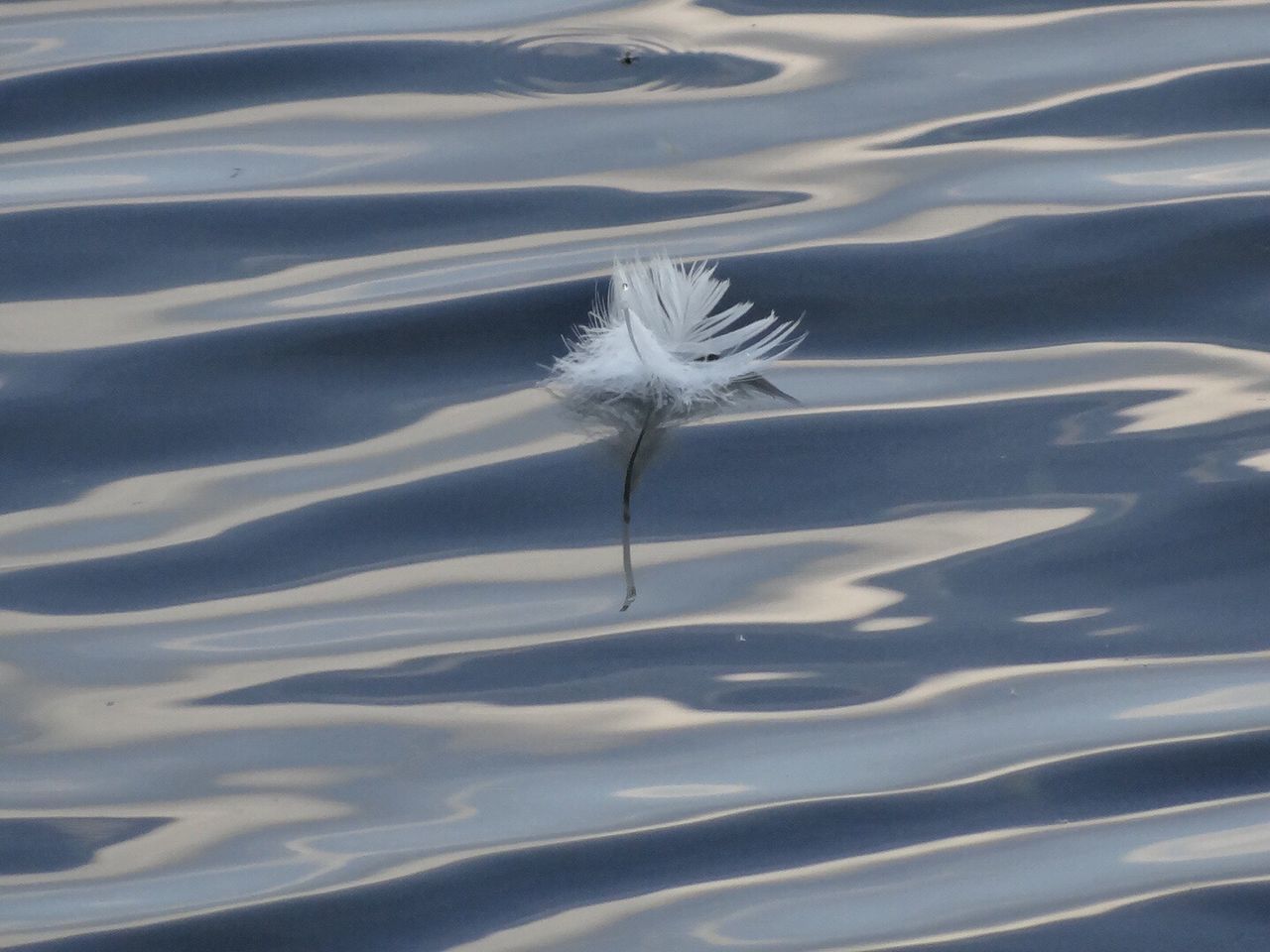 CLOSE-UP OF WHITE FEATHER AT WATER