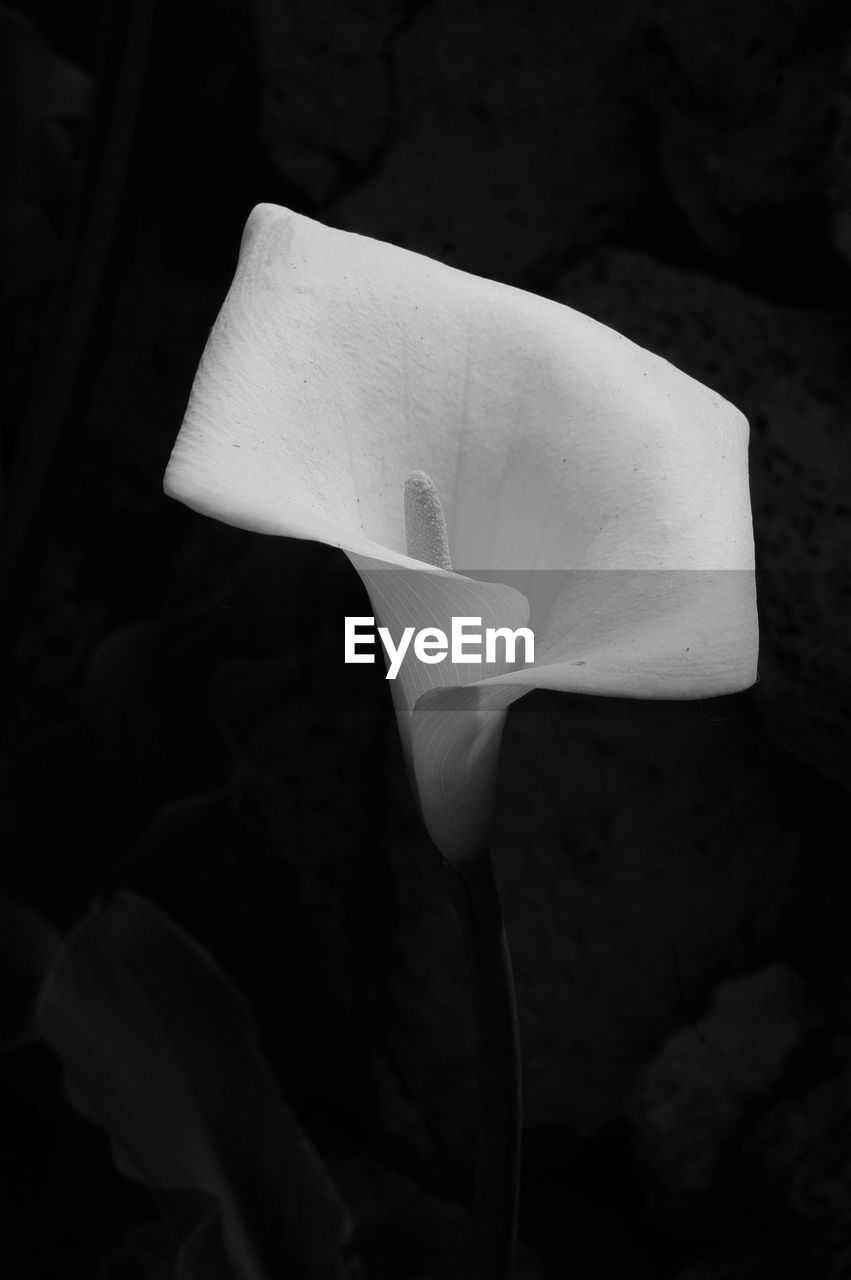 EyeEm Selects Flowering Plant Vulnerability  Petal Fragility Inflorescence Flower Flower Head Beauty In Nature Plant Close-up Freshness Growth Calla Lily White Color Focus On Foreground Nature No People Outdoors Day Soft Focus Black & White Elegant Elegance In Nature Block Shape Light Beauty Simple Minimalist The Minimalist - 2019 EyeEm Awards Your Archive: Black & White