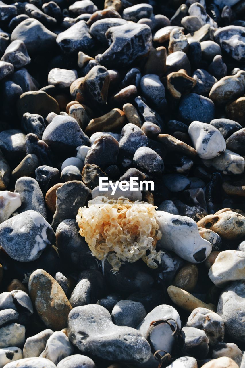 Full frame shot of pebbles and seaweed 