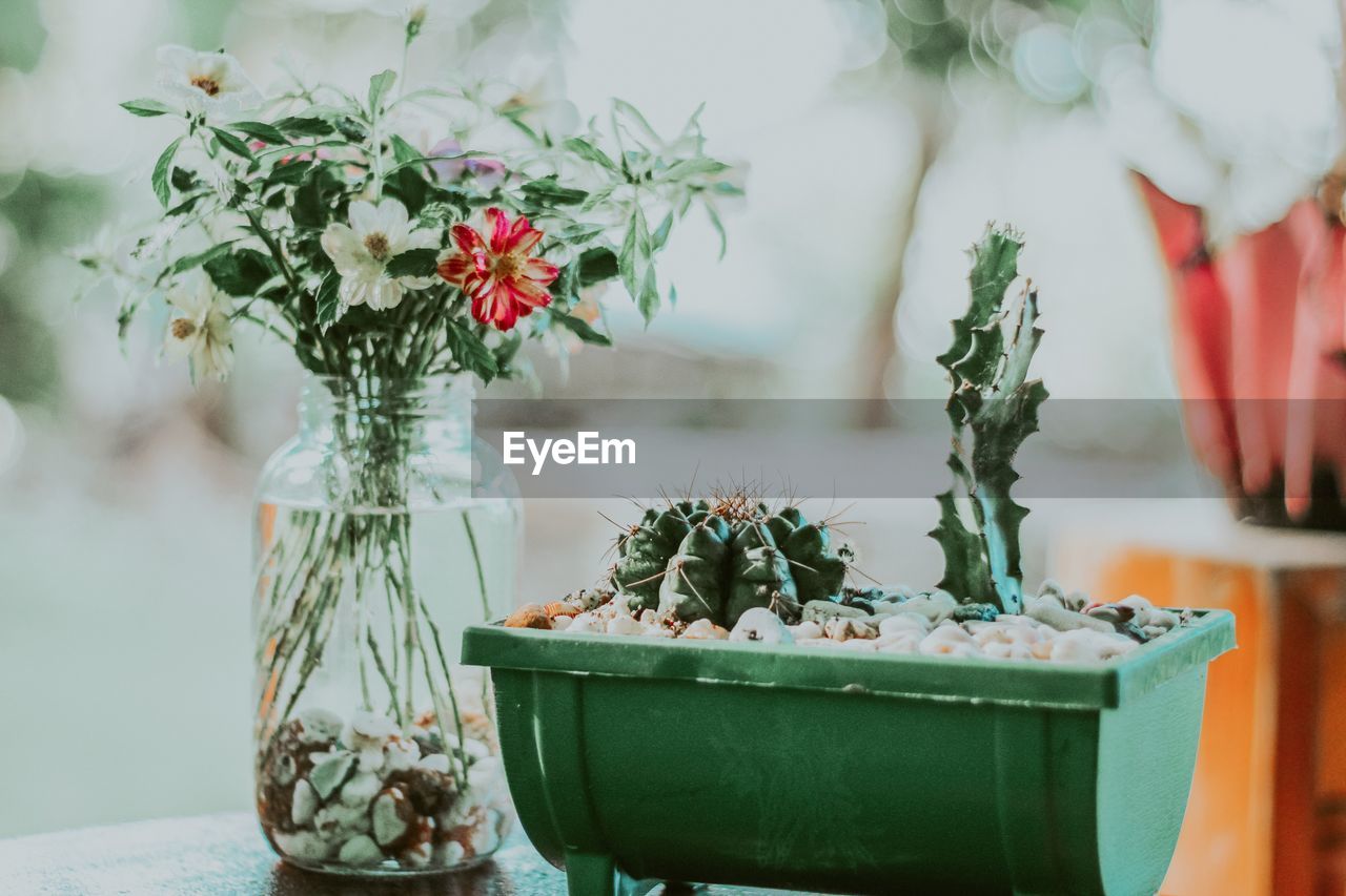 Close-up of potted plant on table