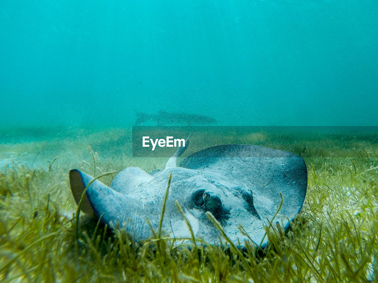 Close-up of sting ray in seabed