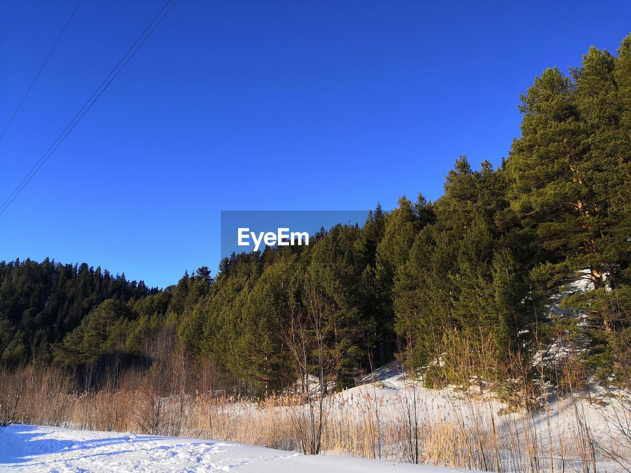Trees in forest against clear sky during winter