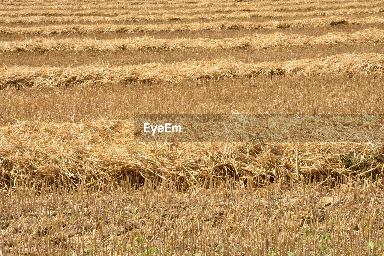 View of wheat field