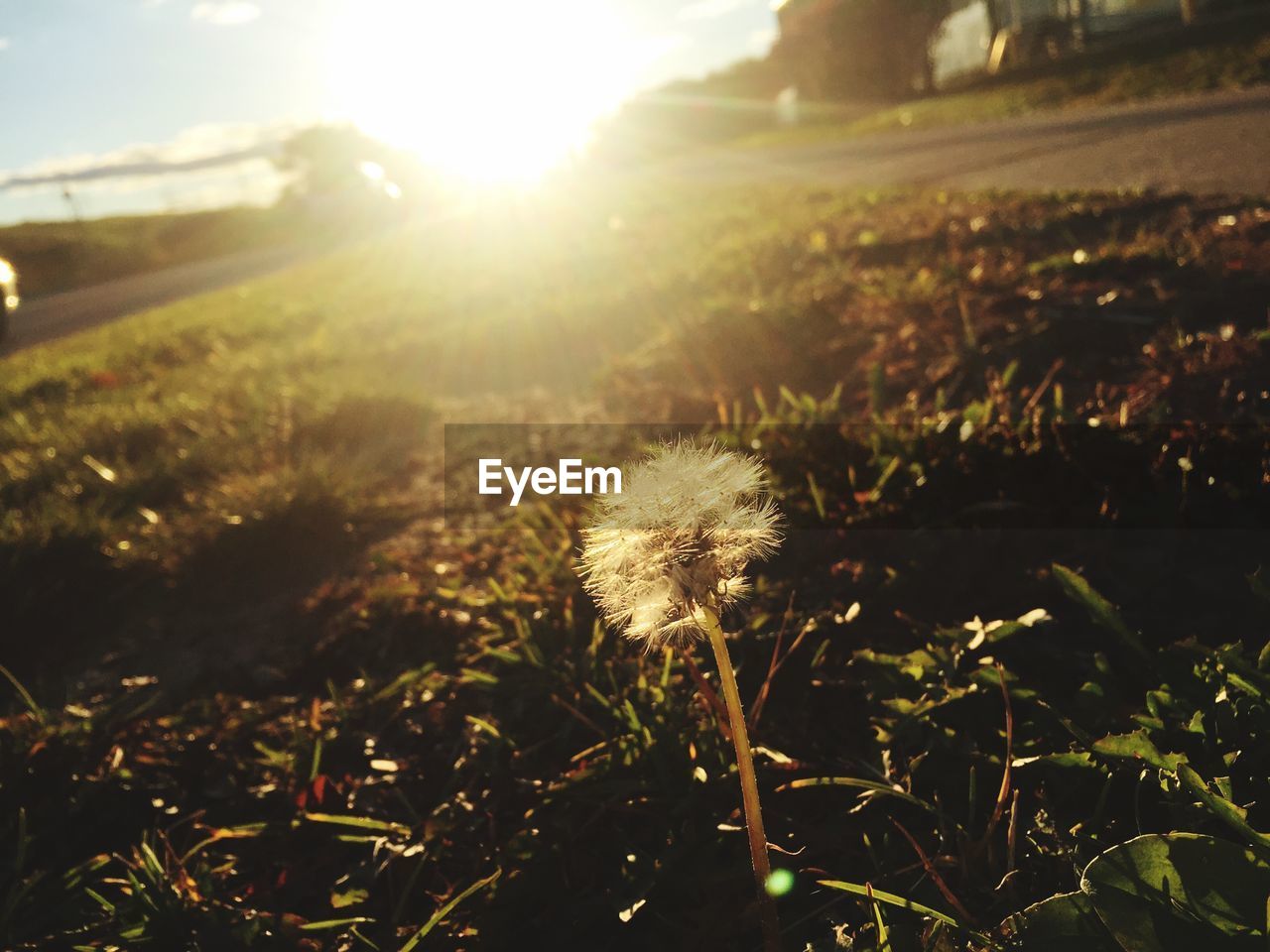 Close-up of dandelion flower on landscape