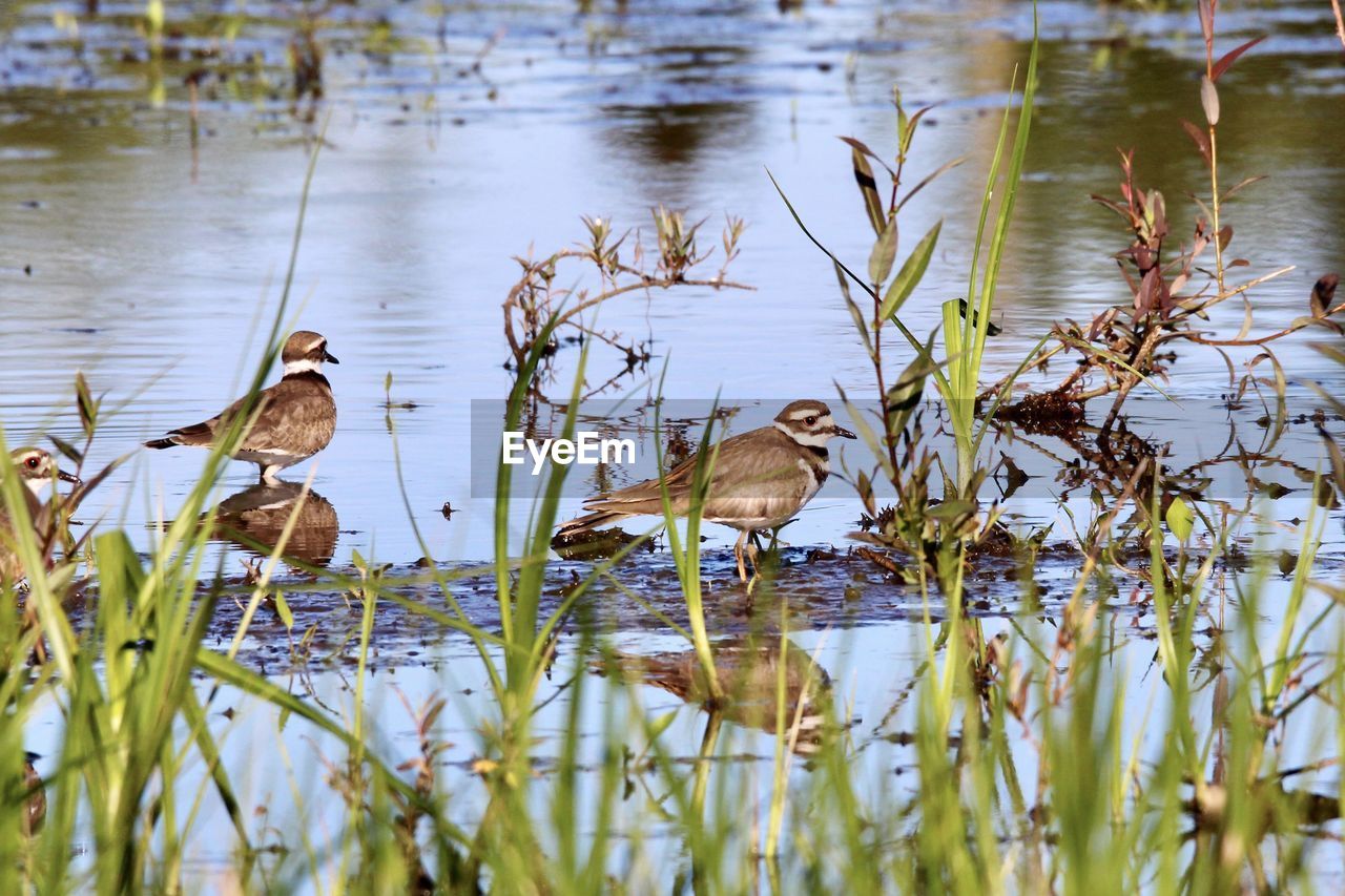 Killdeer in a lake