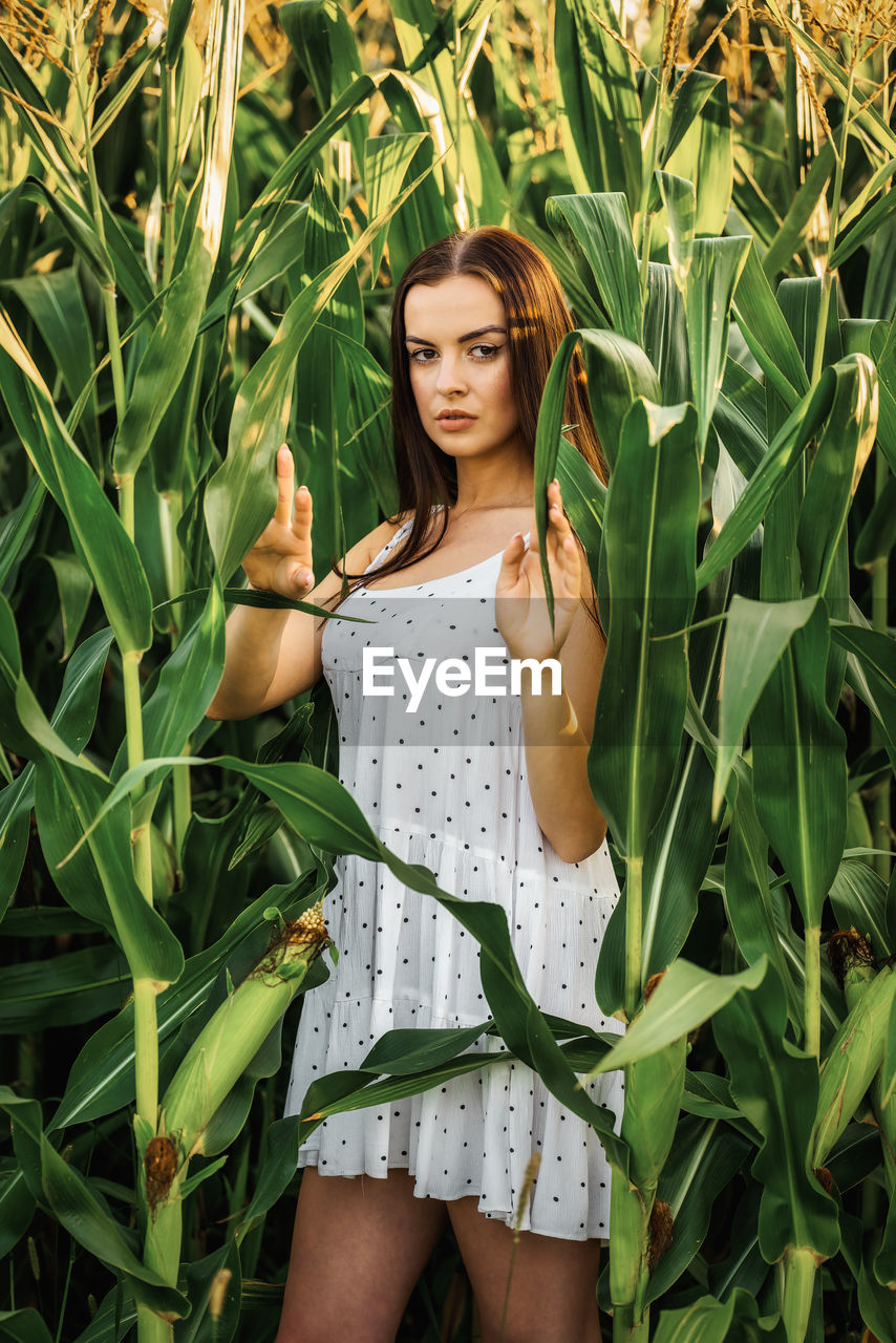 Young beautiful woman in white dress in corn field.