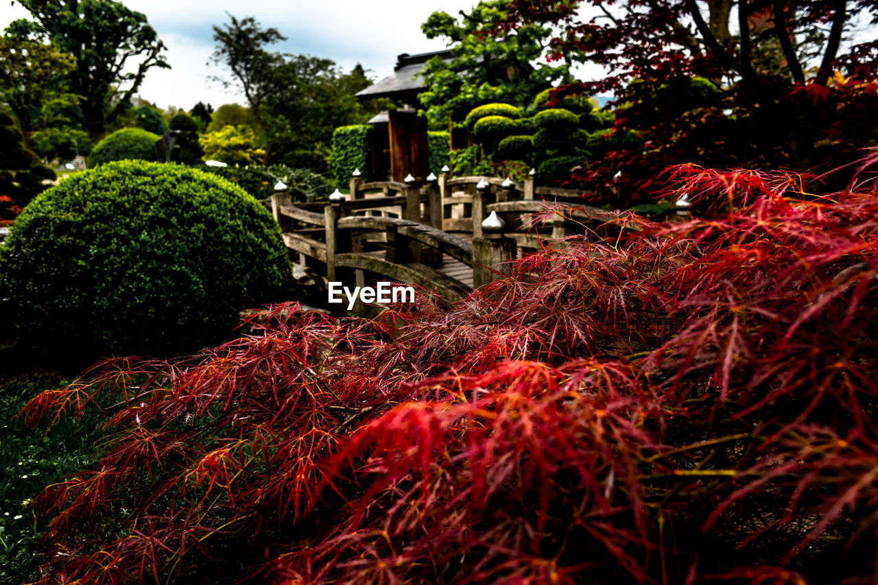 RED TREES IN AUTUMN