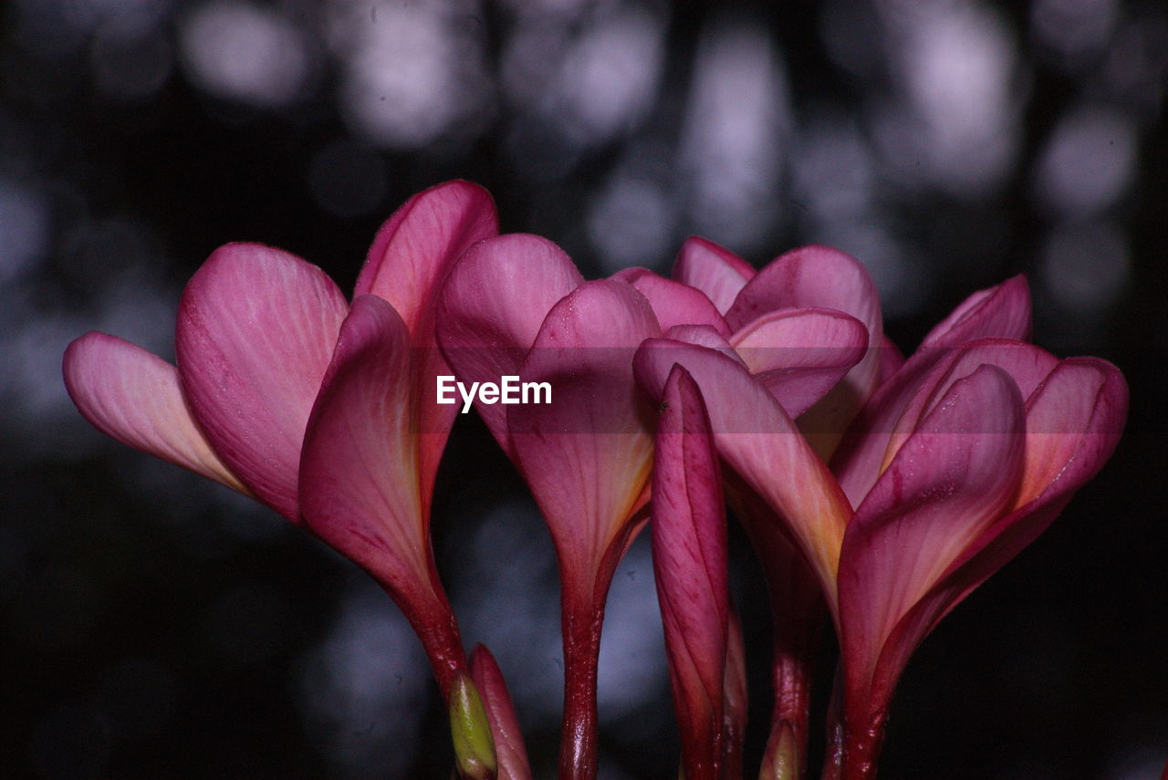 Close-up of pink frangipanis blooming outdoors at night