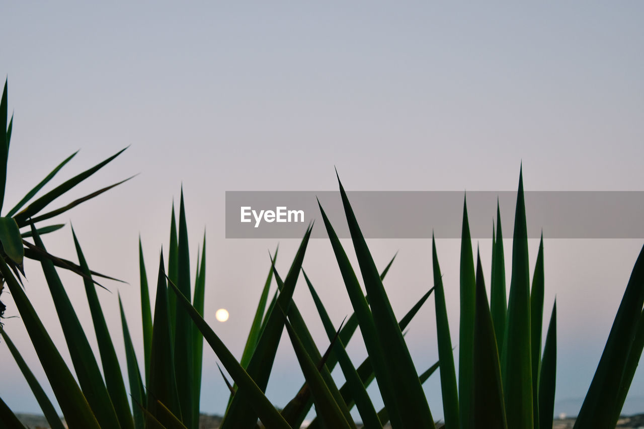 Close-up of fresh plants against sky