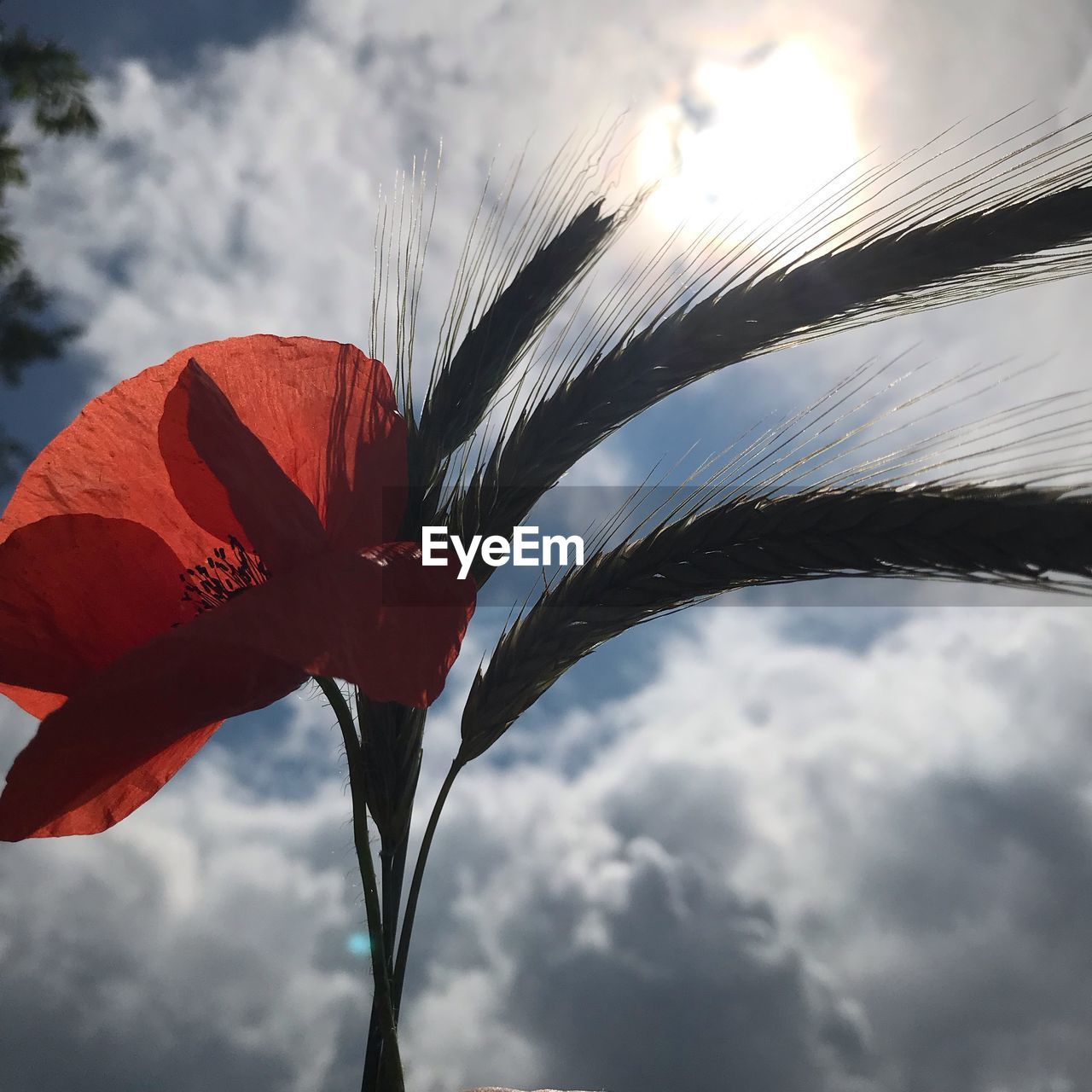 CLOSE-UP OF RED FLOWER AGAINST SKY