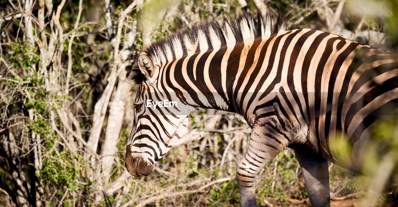 VIEW OF A ZEBRA OF A LAND