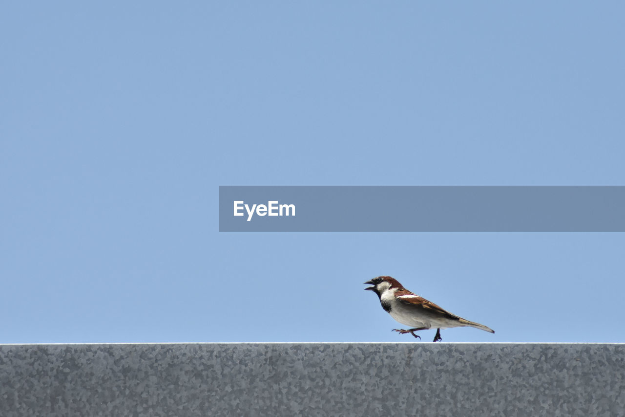 BIRD PERCHING ON RETAINING WALL AGAINST CLEAR SKY