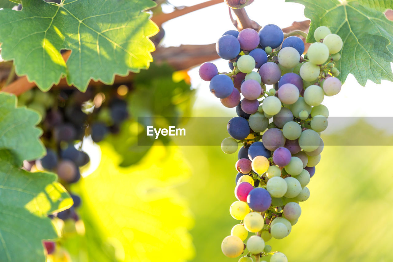 CLOSE-UP OF GRAPES HANGING FROM TREE