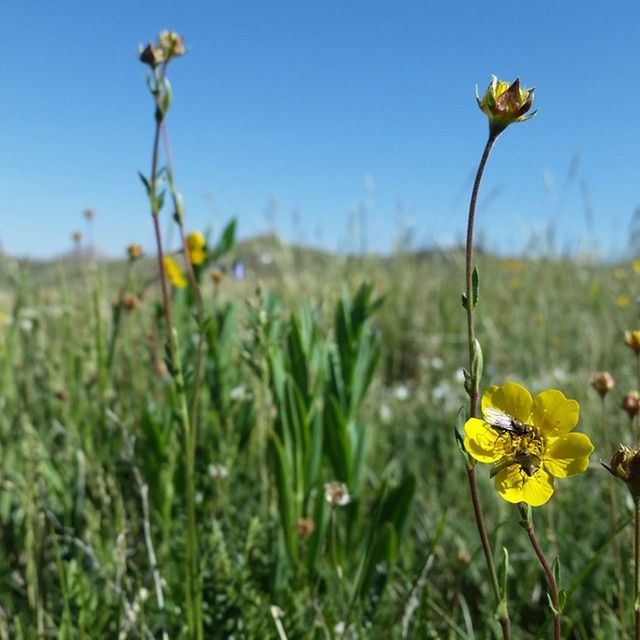 CLOSE-UP OF YELLOW FLOWERS BLOOMING ON FIELD