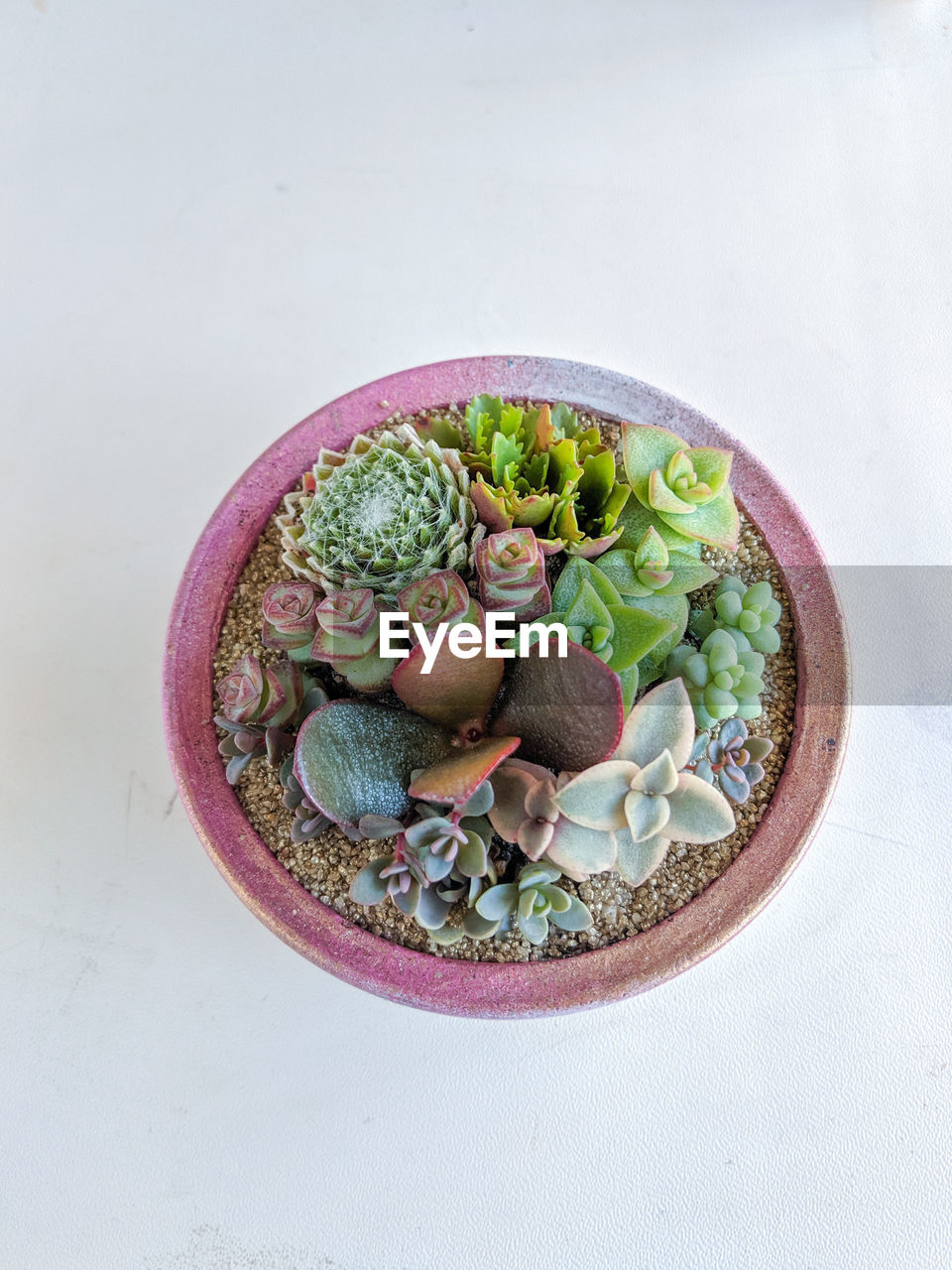 Succulent terrarium in concrete bowl pot