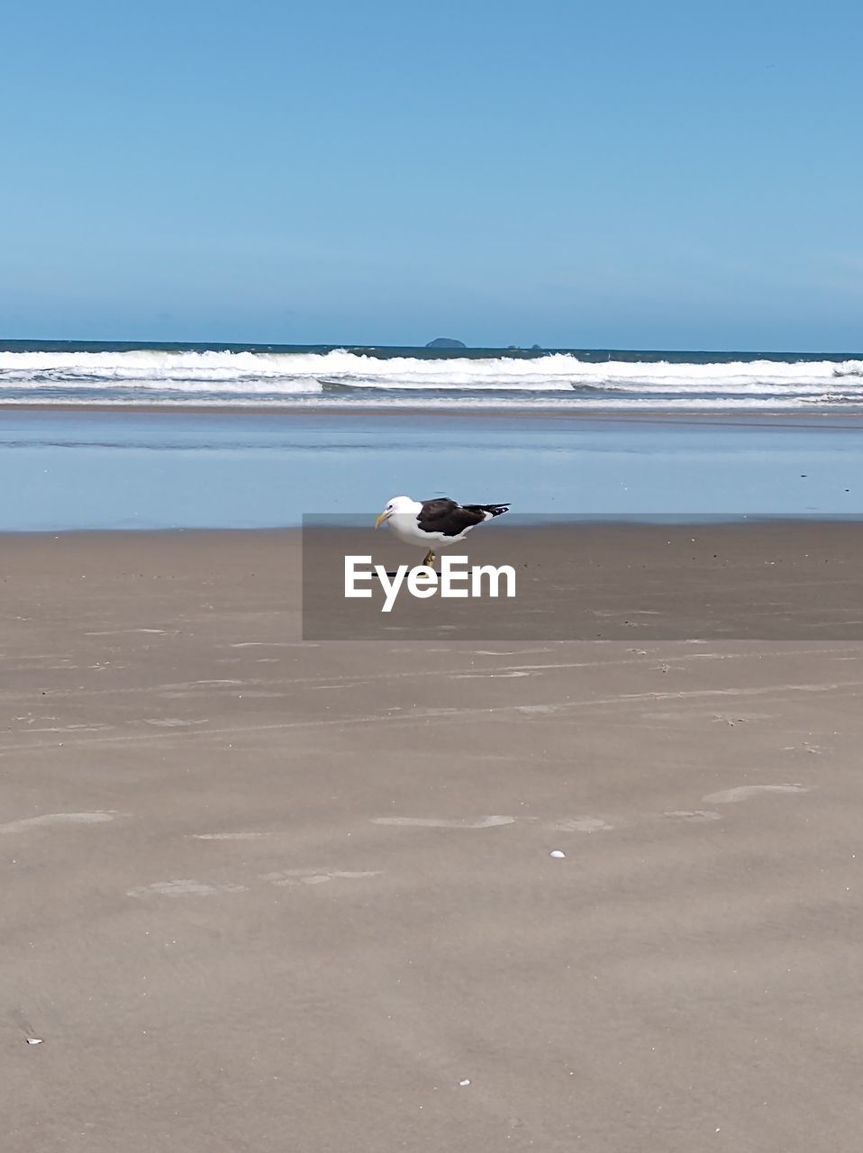 SEAGULL ON BEACH