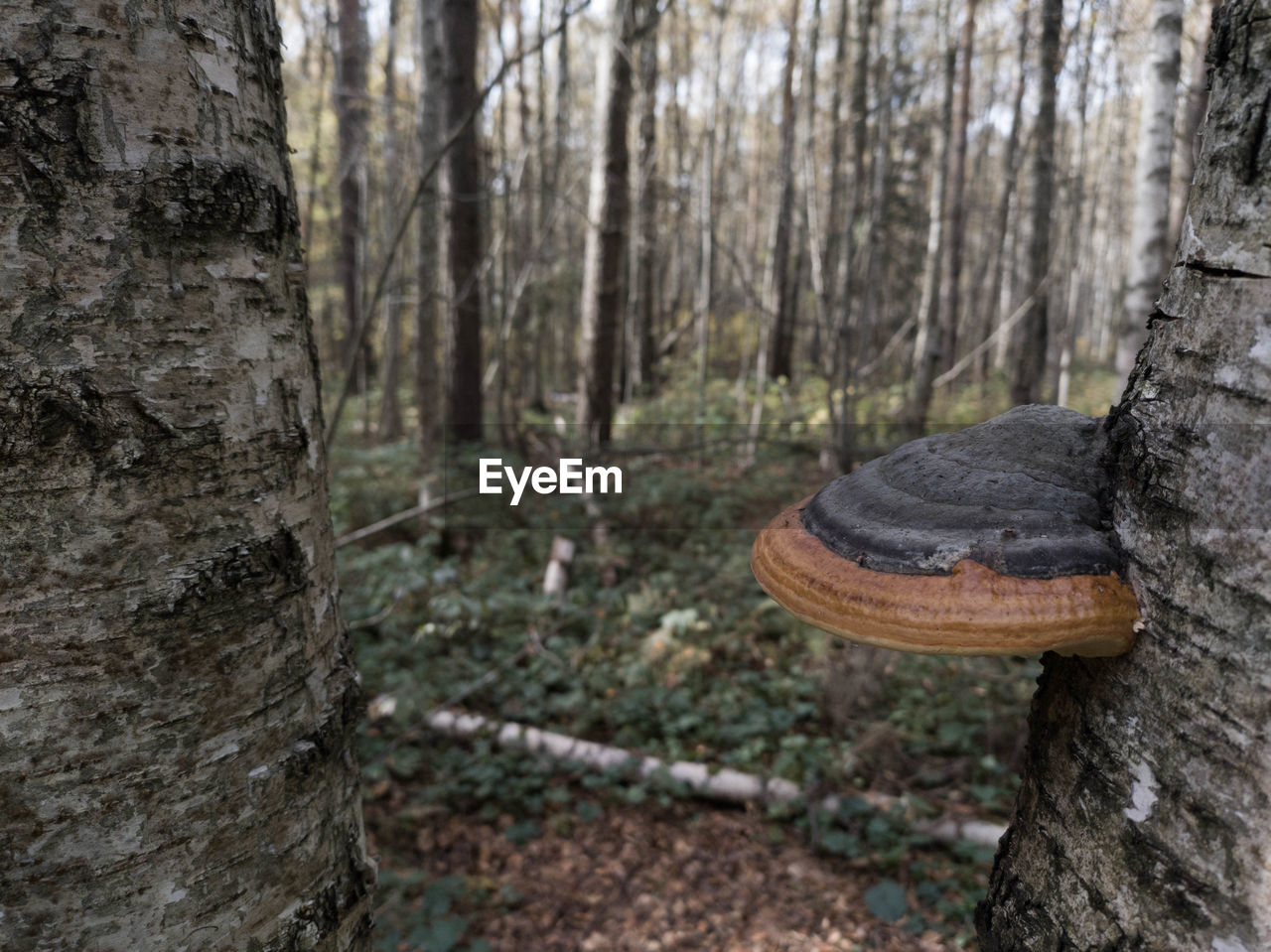 CLOSE-UP OF TREE TRUNK
