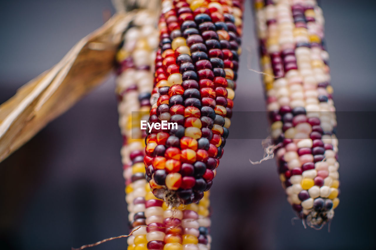 Close-up of multi colored corn hanging