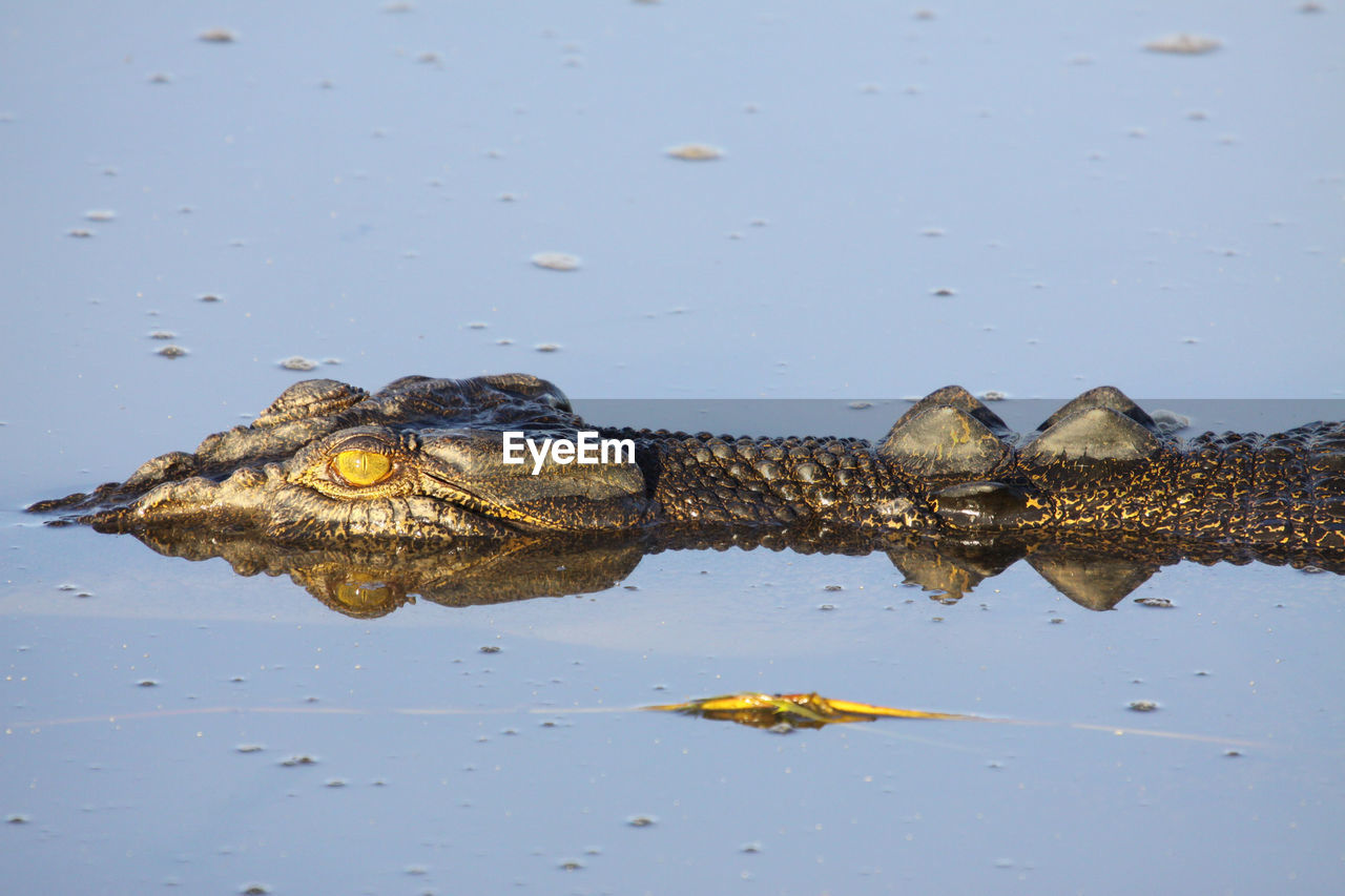 Close-up of saltwater crocodile floating on the river surface