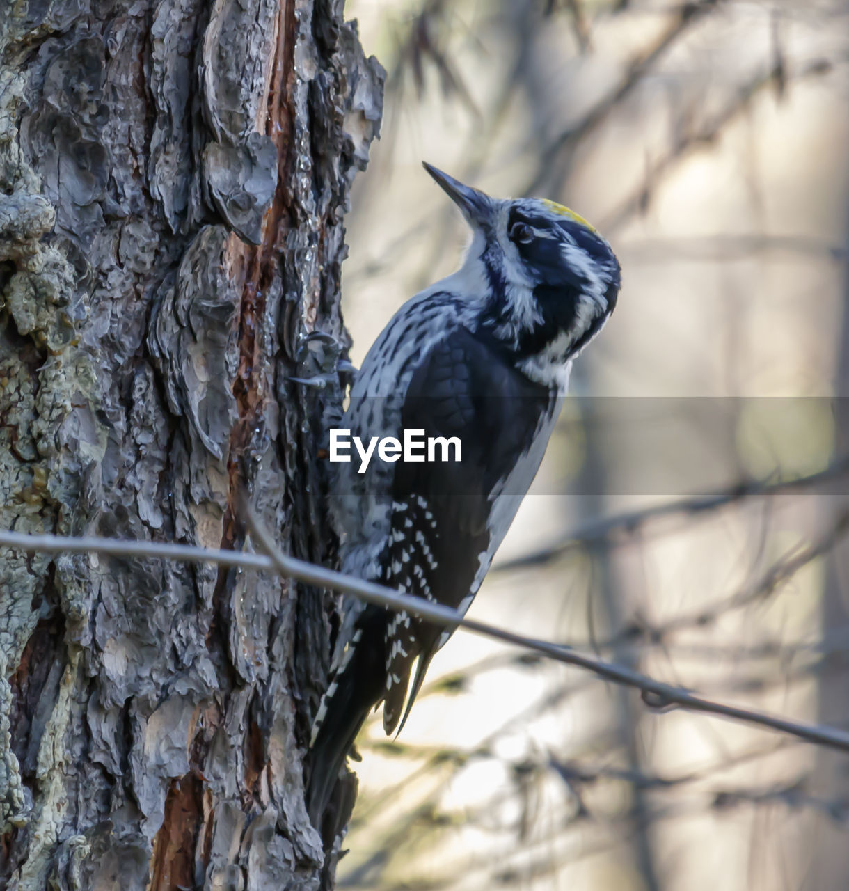 Close-up of bird perching on tree