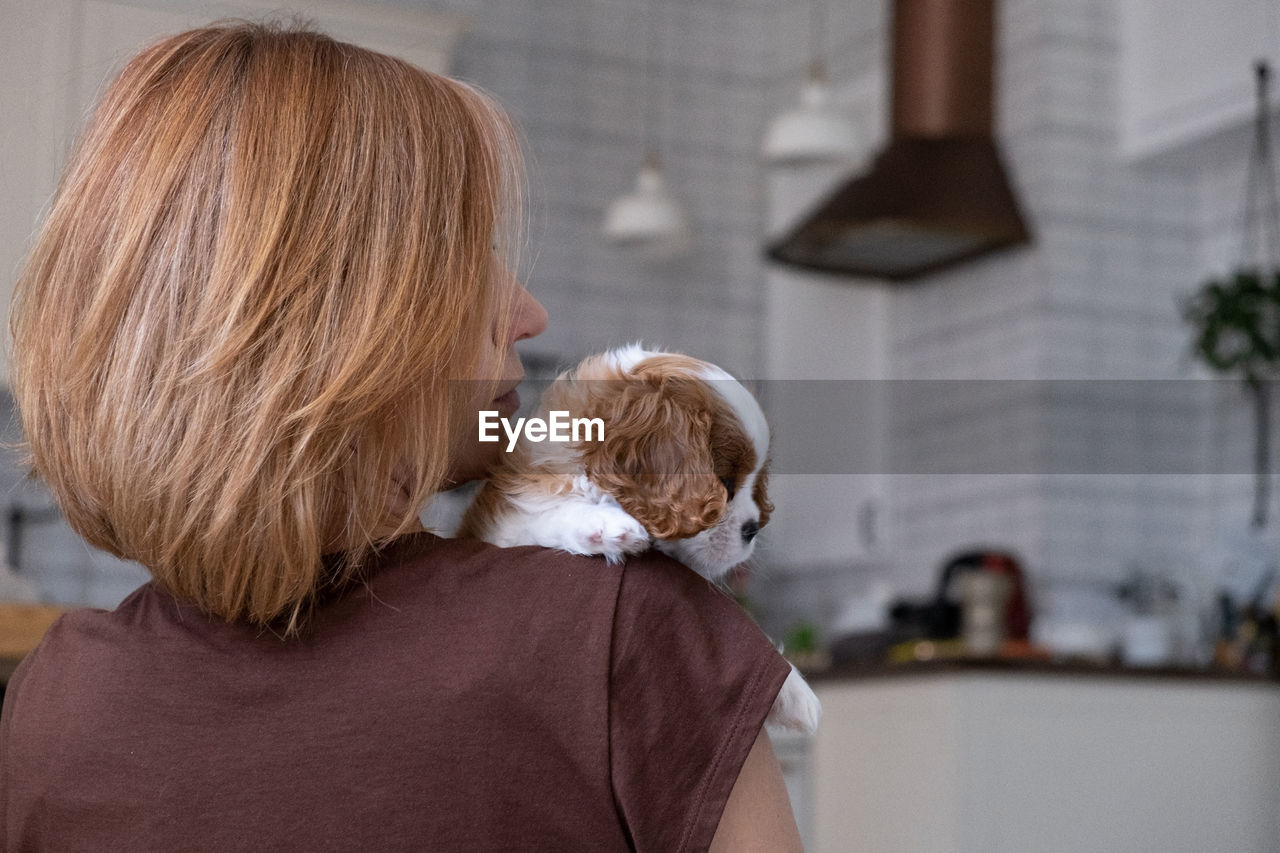 Cavalier king charles spaniel blenheim. close up portrait of cute dog puppy with woman hostess