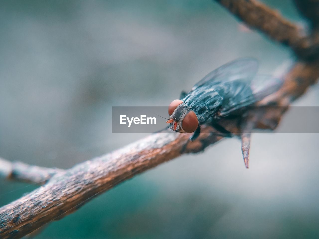 CLOSE-UP OF GRASSHOPPER ON TWIG