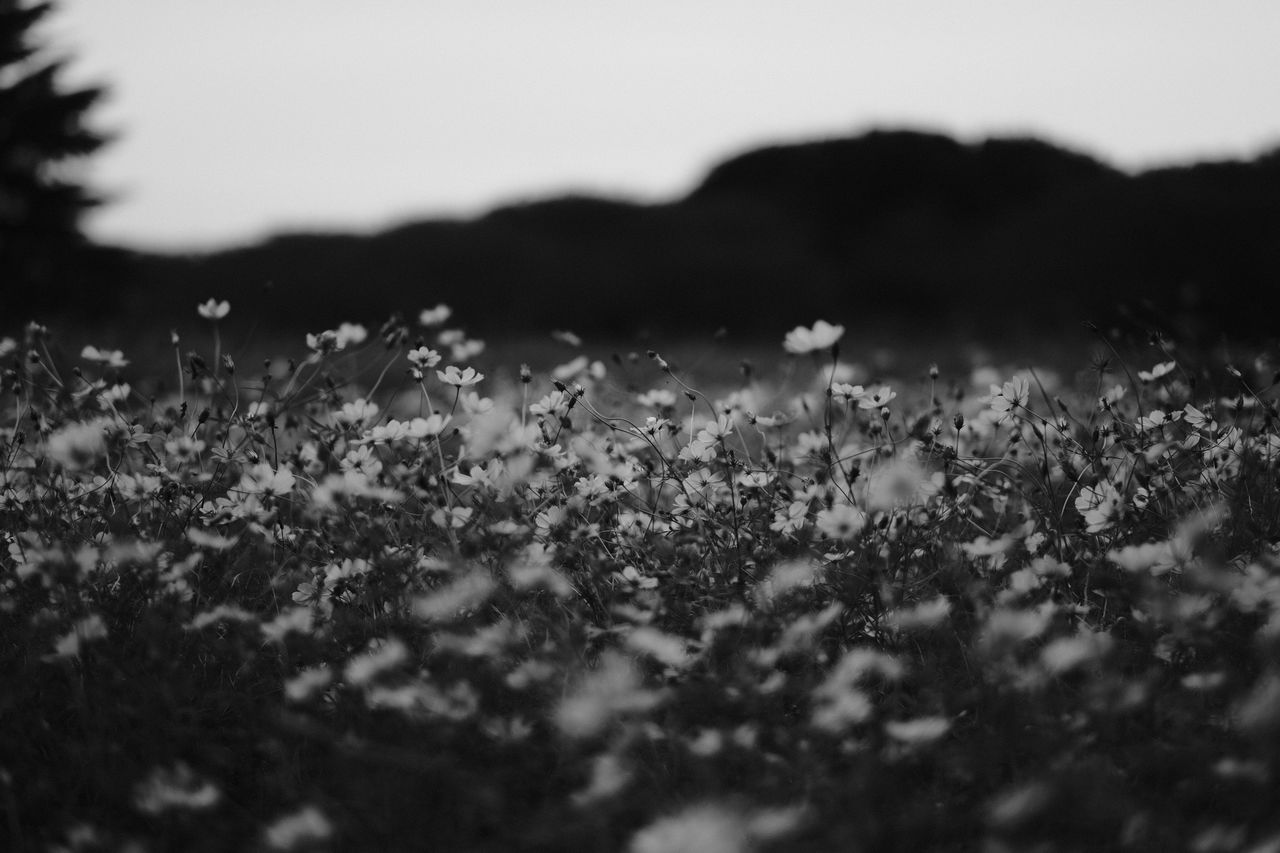 CLOSE-UP OF FLOWERS GROWING IN FIELD