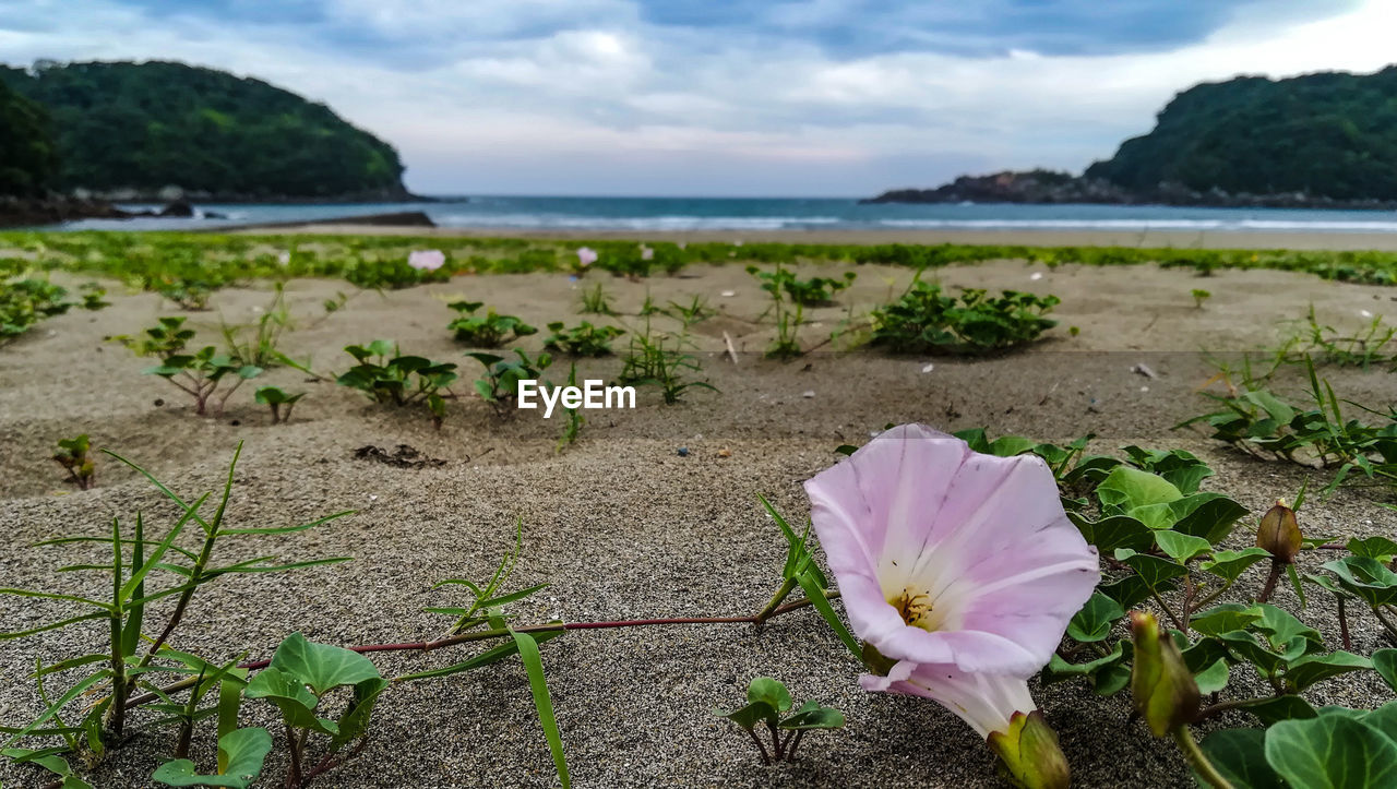 Close-up of flowering plants by sea against sky