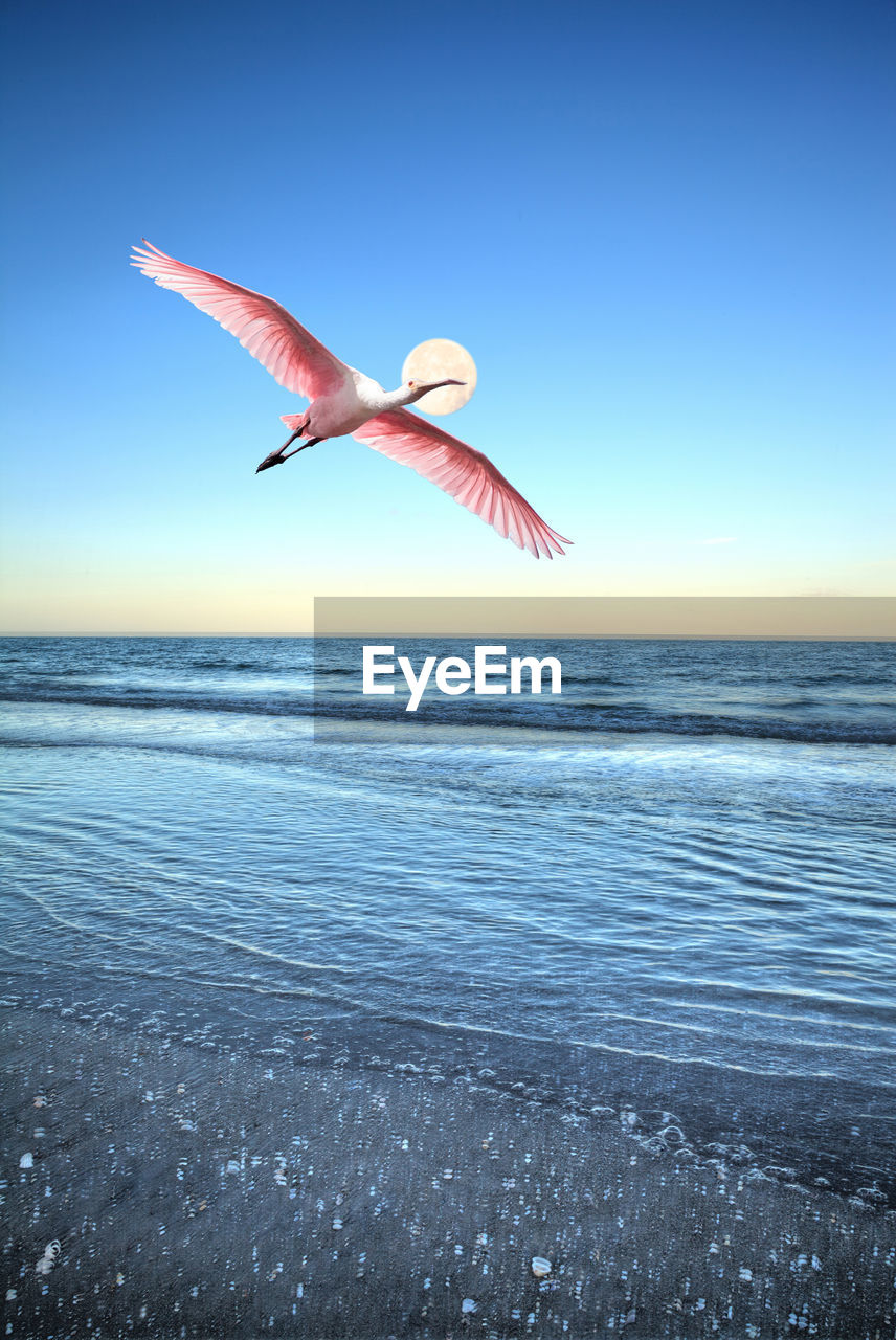 Roseate spoonbill platalea ajaja flies over the ocean at full moon off the coast of naples beach 