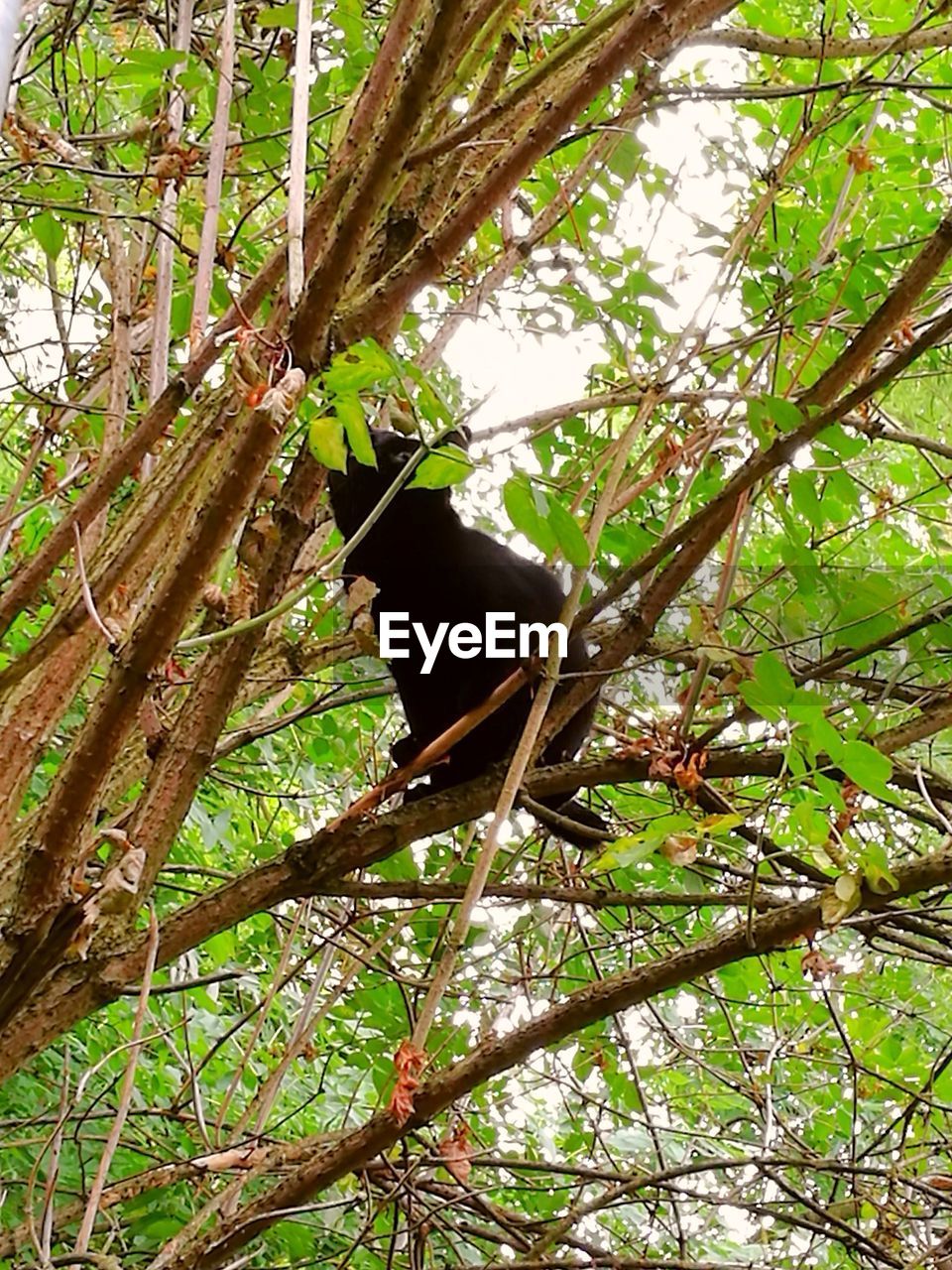 LOW ANGLE VIEW OF BIRD ON TREE