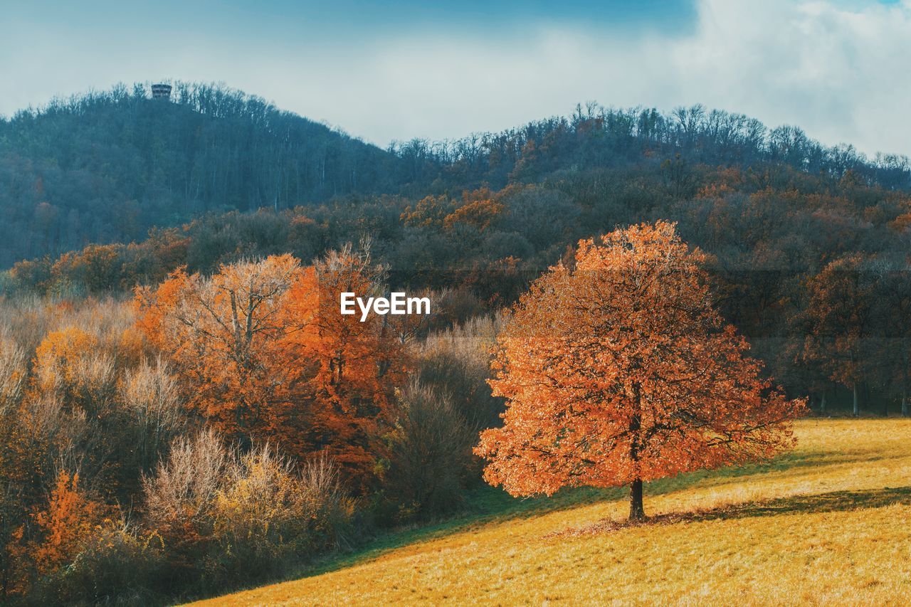 Trees on field against sky during autumn