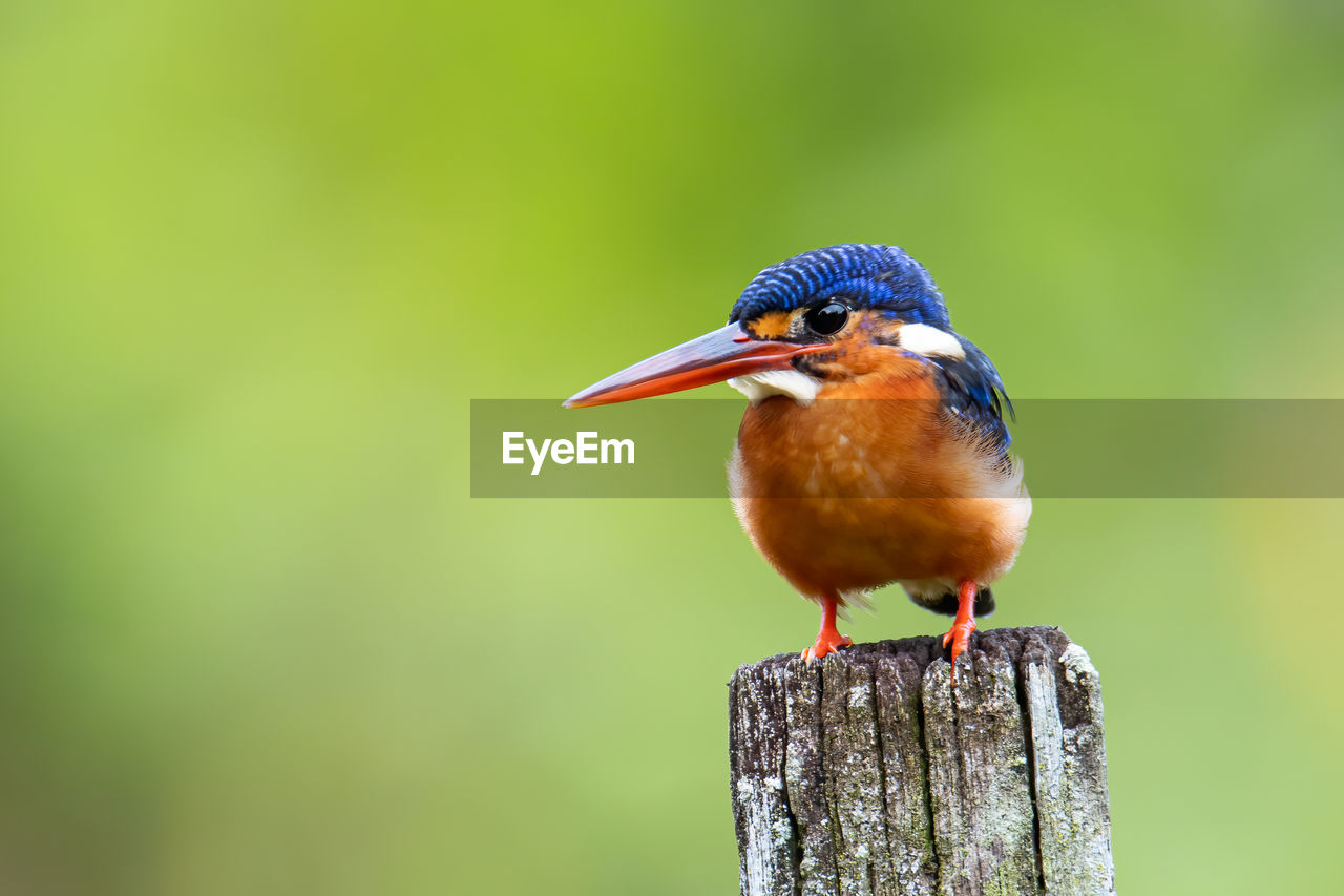 CLOSE-UP OF A BIRD PERCHING ON WOODEN POST