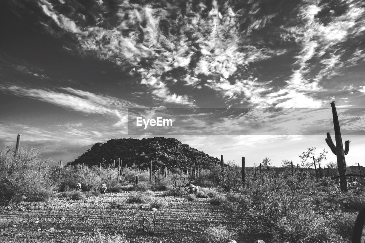 Trees on landscape against sky