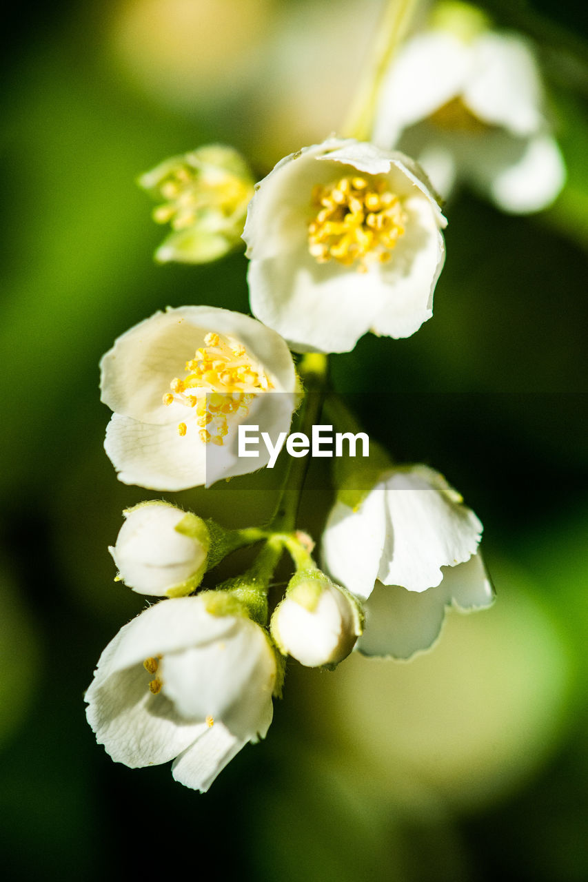 Close-up of white flowering plant