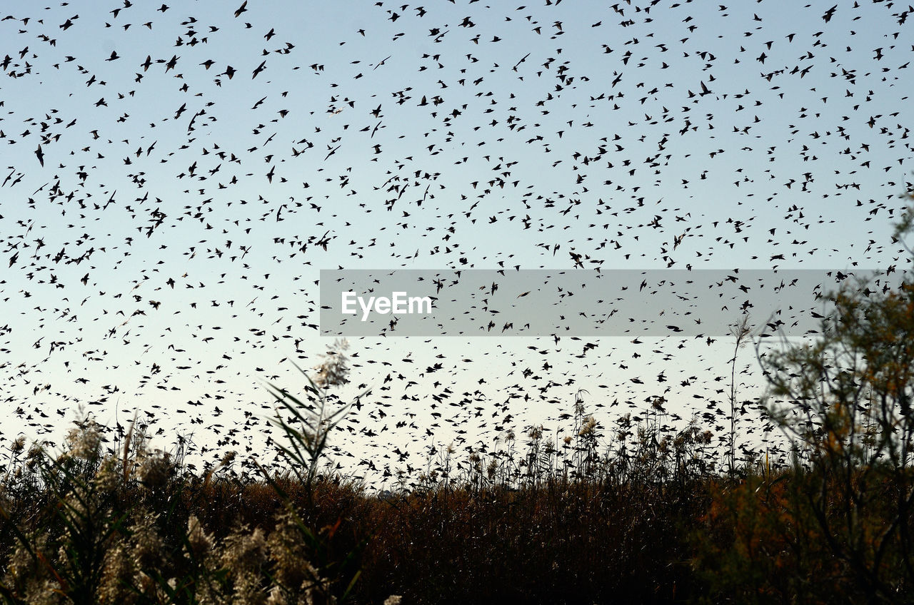 Flock of birds flying in sky