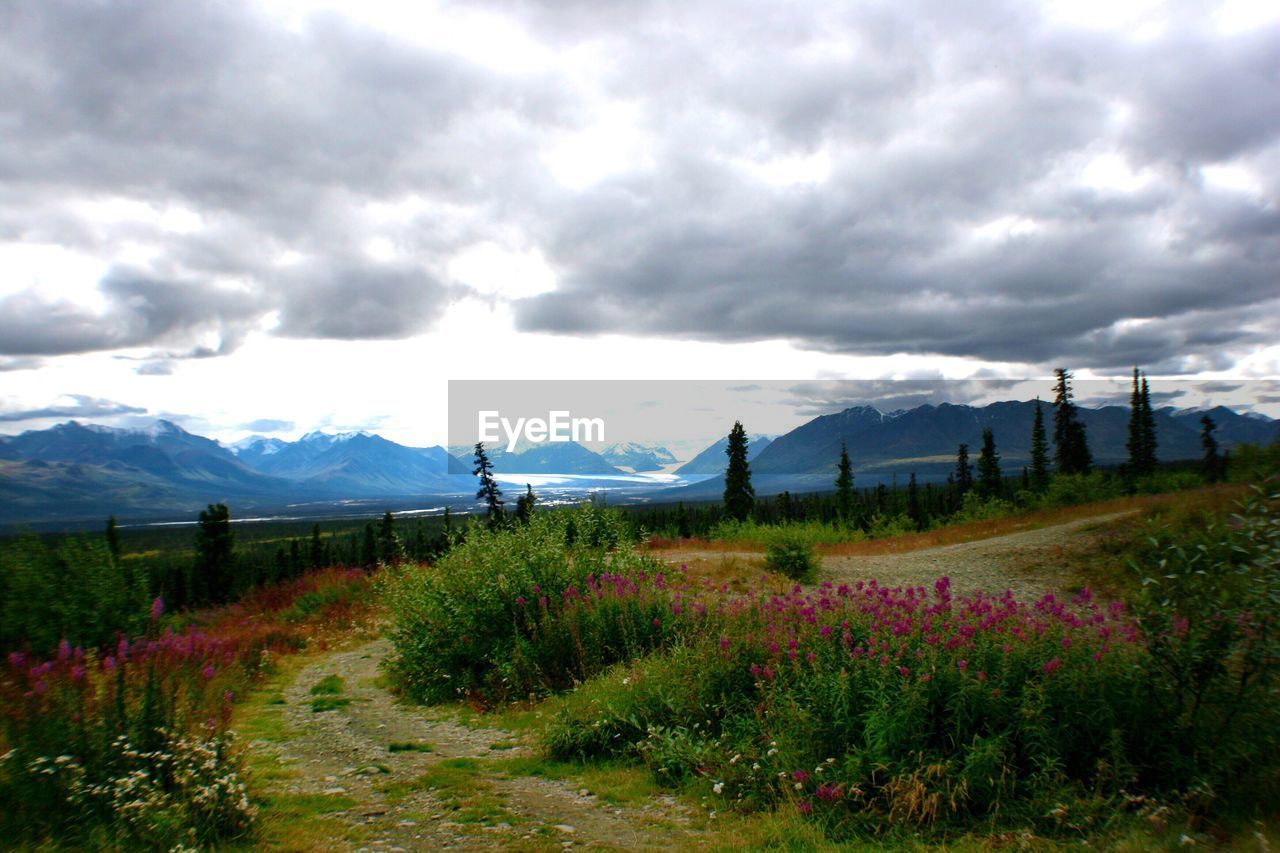 Scenic view of flowers blooming in field against mountains and cloudy sky