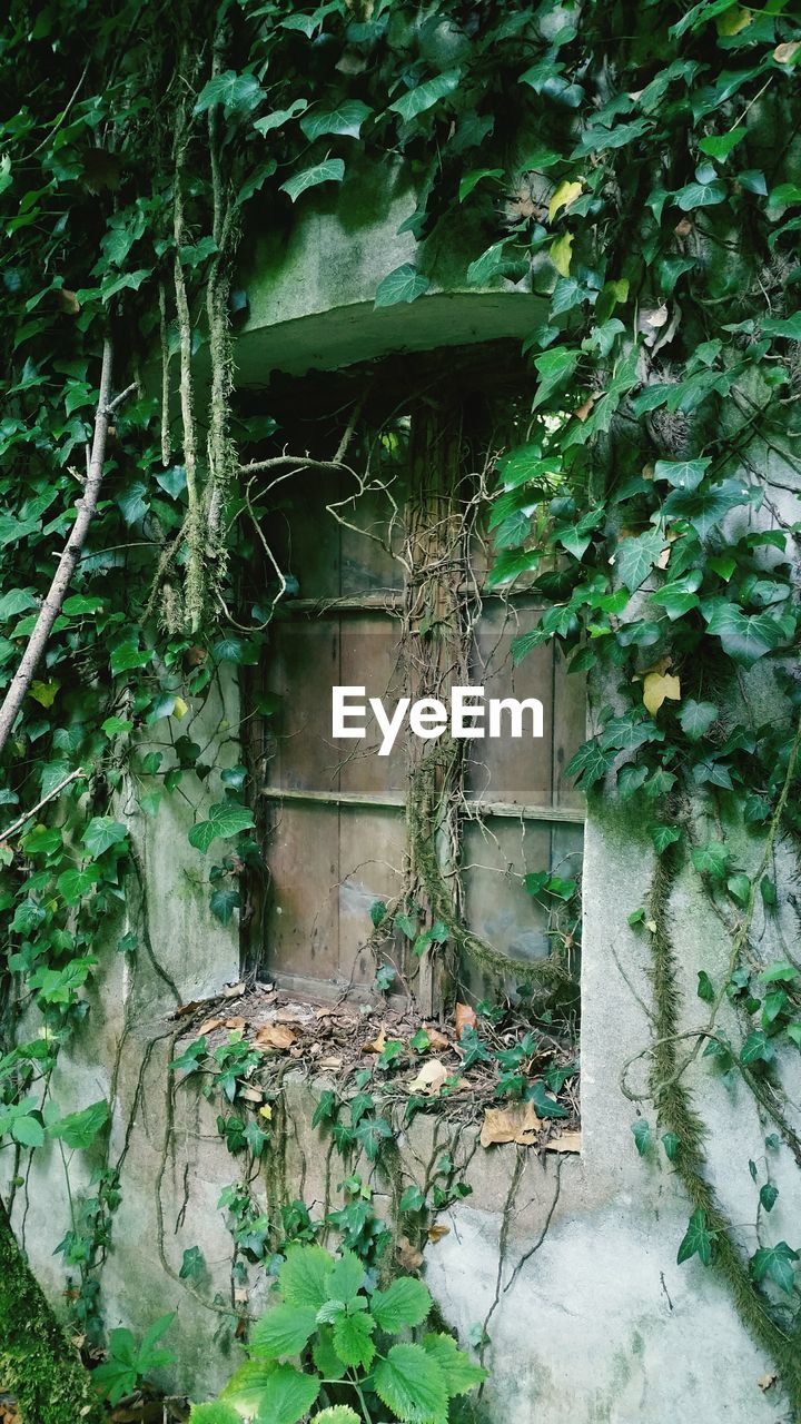 Abandoned house covered with ivy