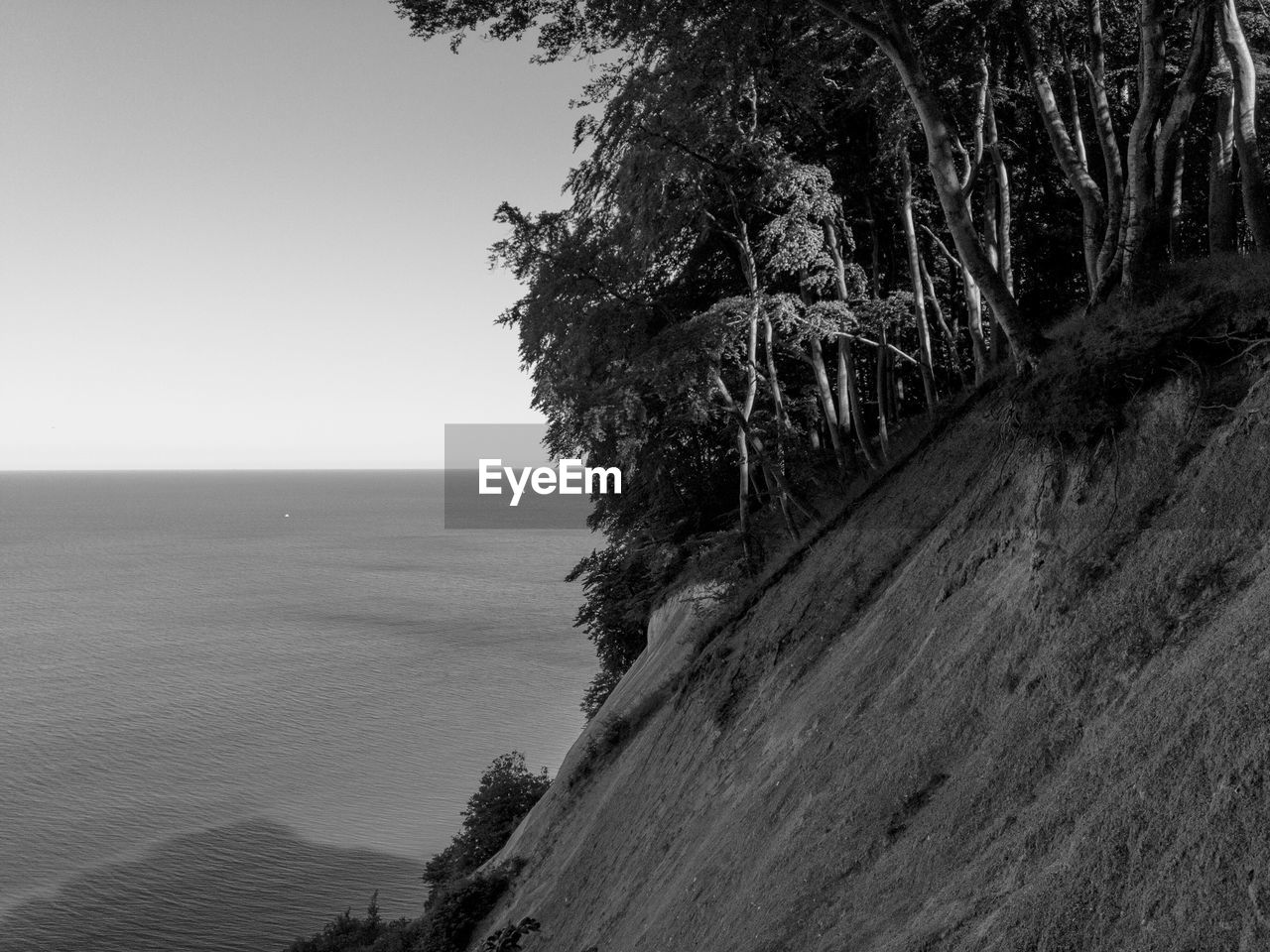 TREES ON BEACH AGAINST CLEAR SKY