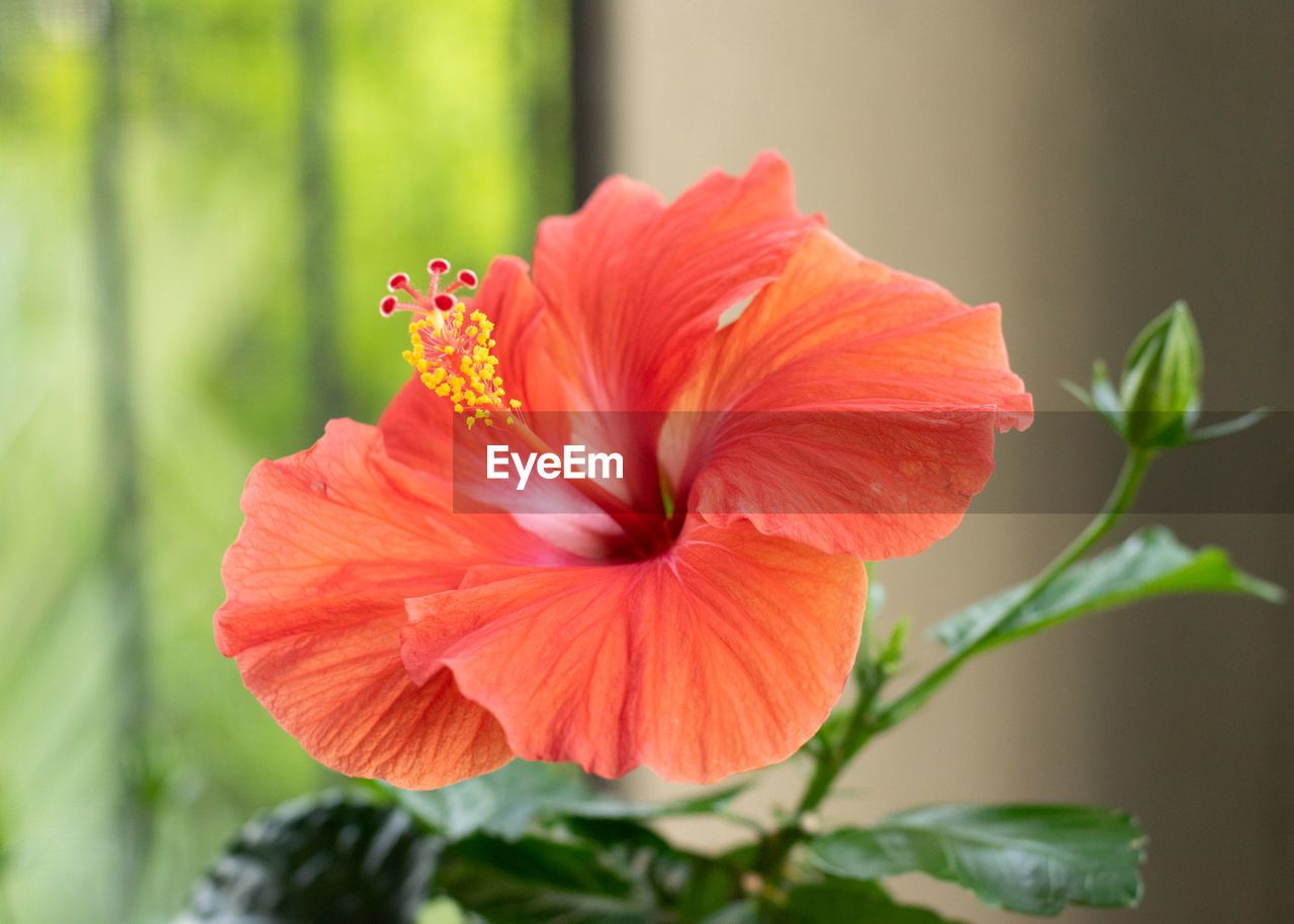 Close-up of red hibiscus flower