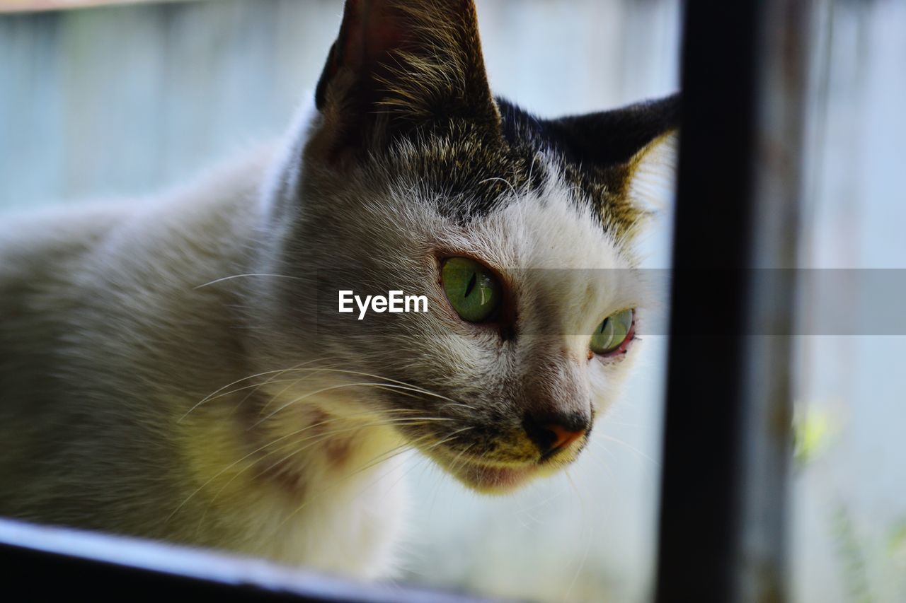 CLOSE-UP PORTRAIT OF CAT ON FLOOR